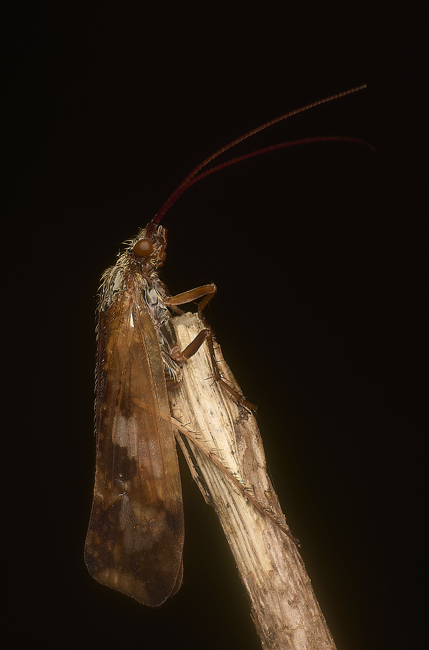 DeepDaleMoth121124-3