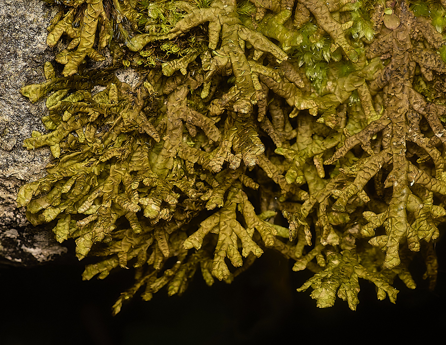 DeepDalePplatyphylla121124-1