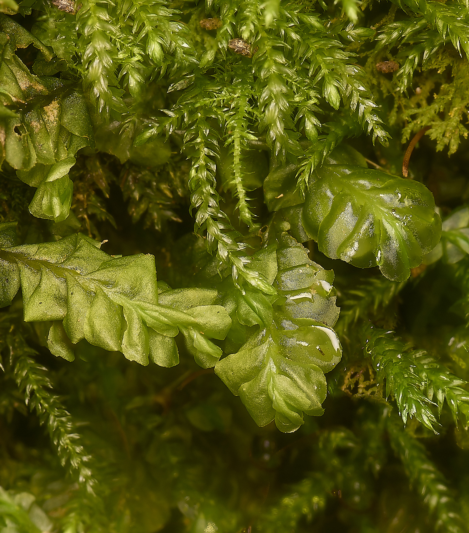 DeepDalePporelloides121124-1