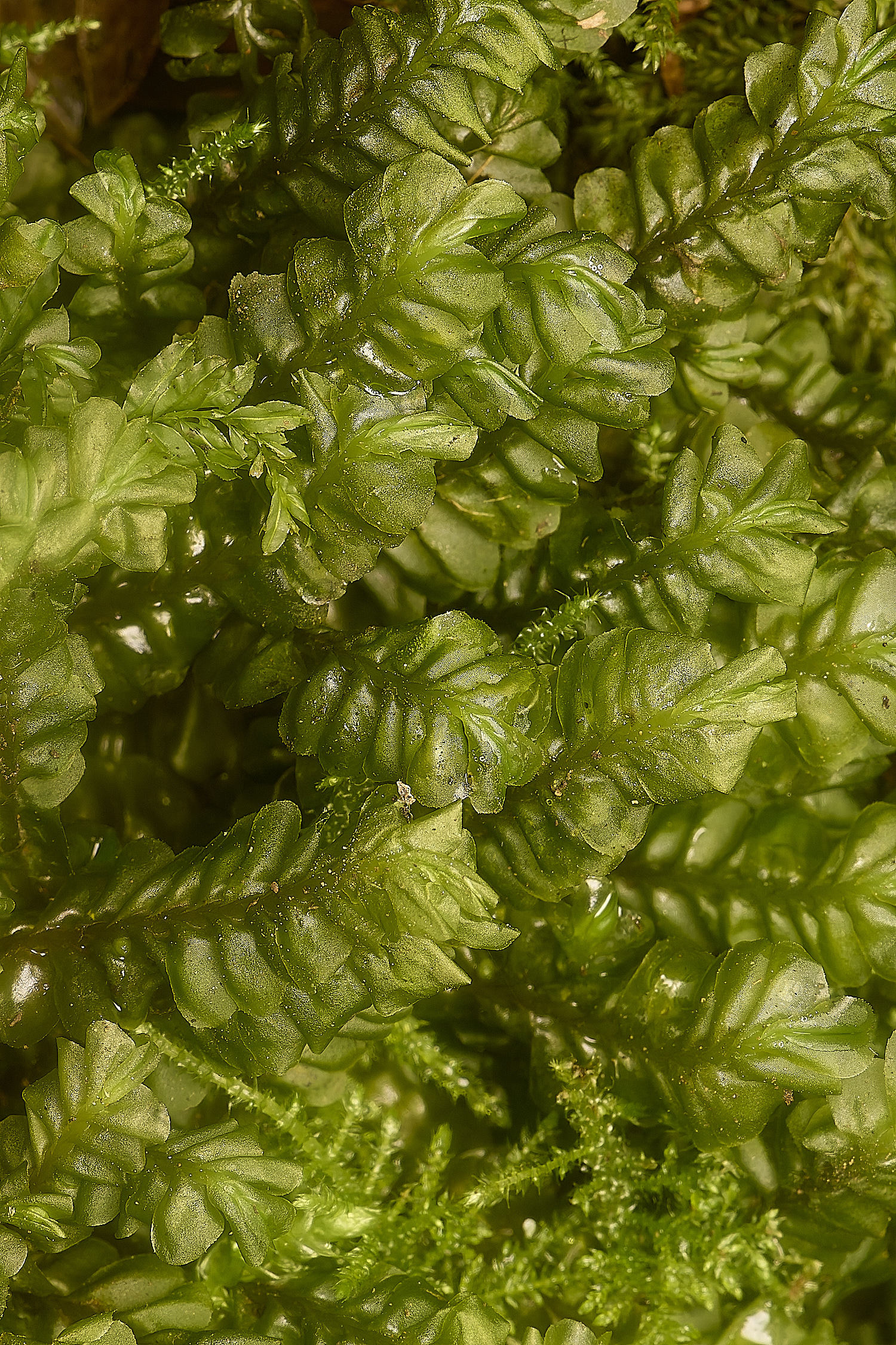 DeepDalePporelloides121124-2