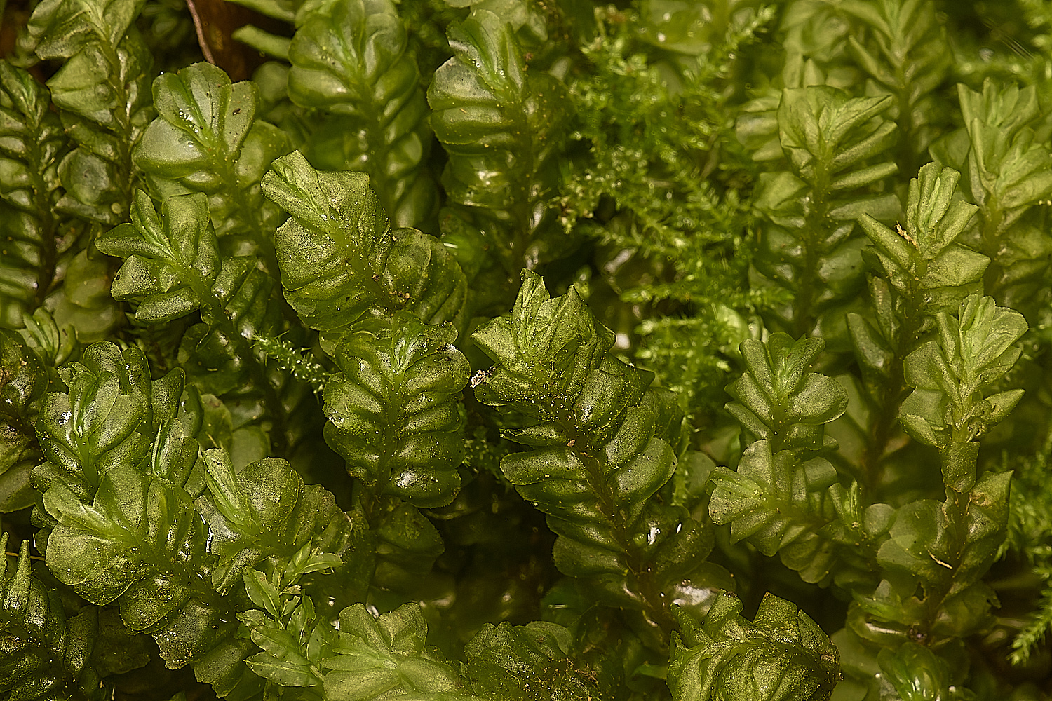 DeepDalePporelloides121124-3