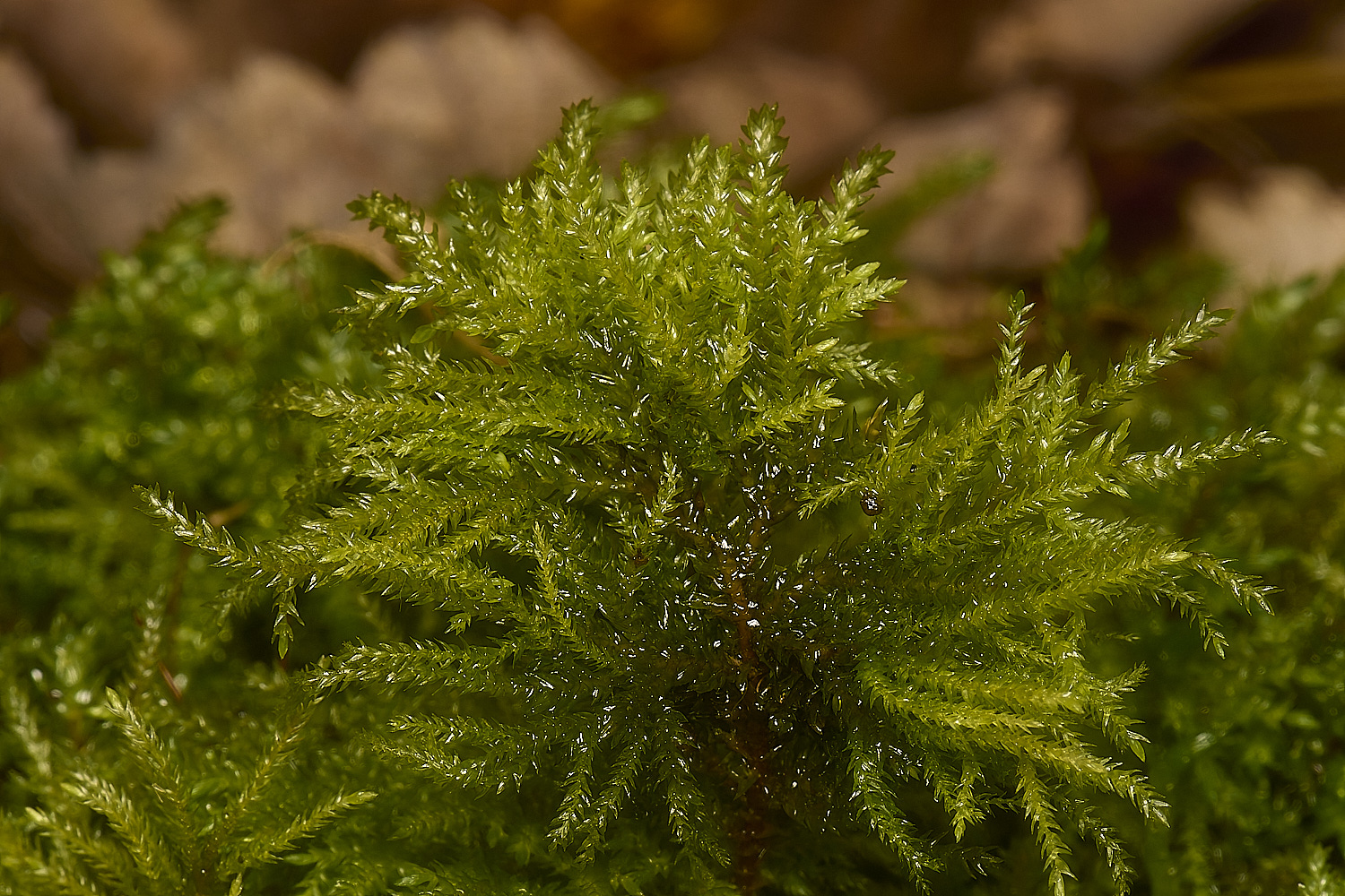 DeepDaleTalopecurum121124-1