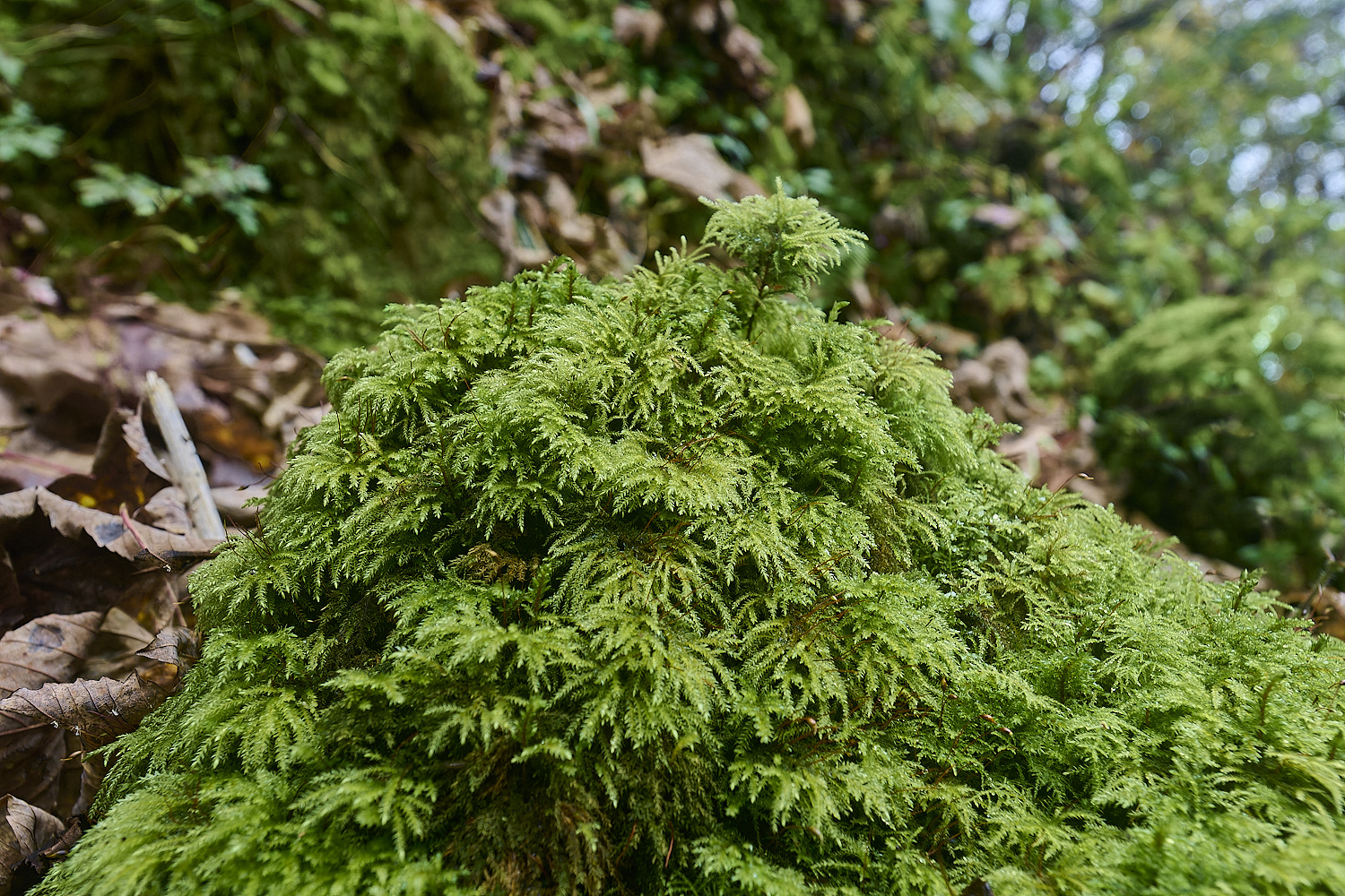 DeepDaleTalopecurum121124-2