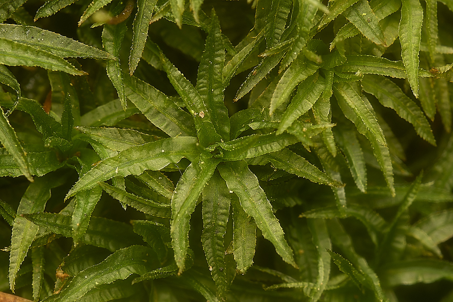 DolePlantationAundulatum151224-1