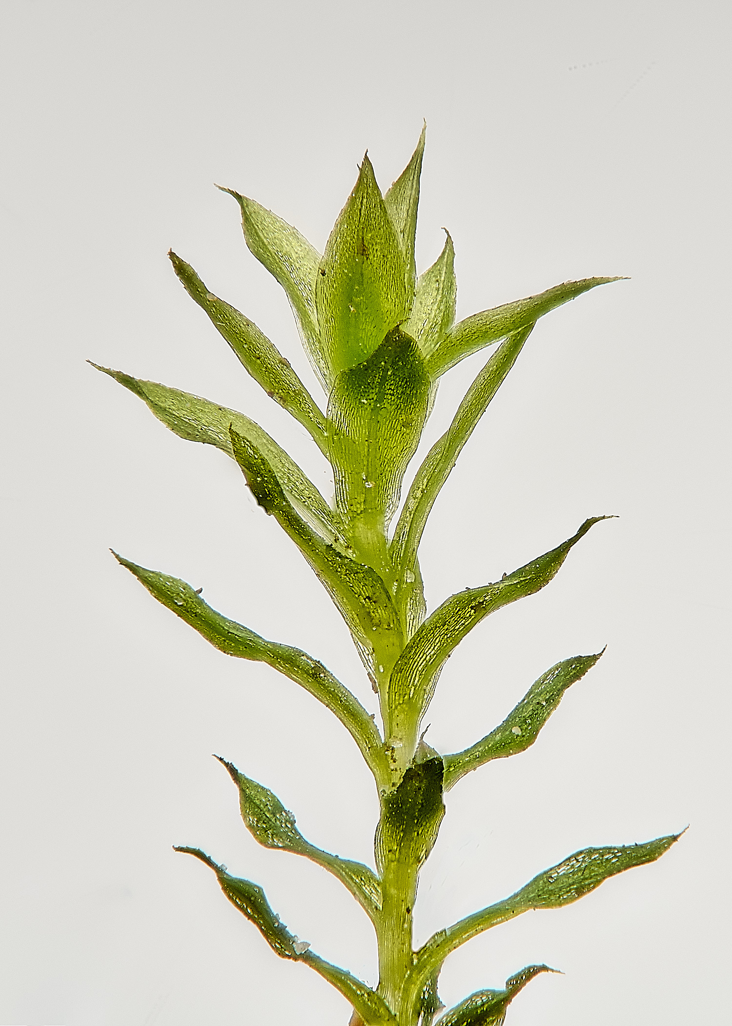 DolePlantationBryum151224-1