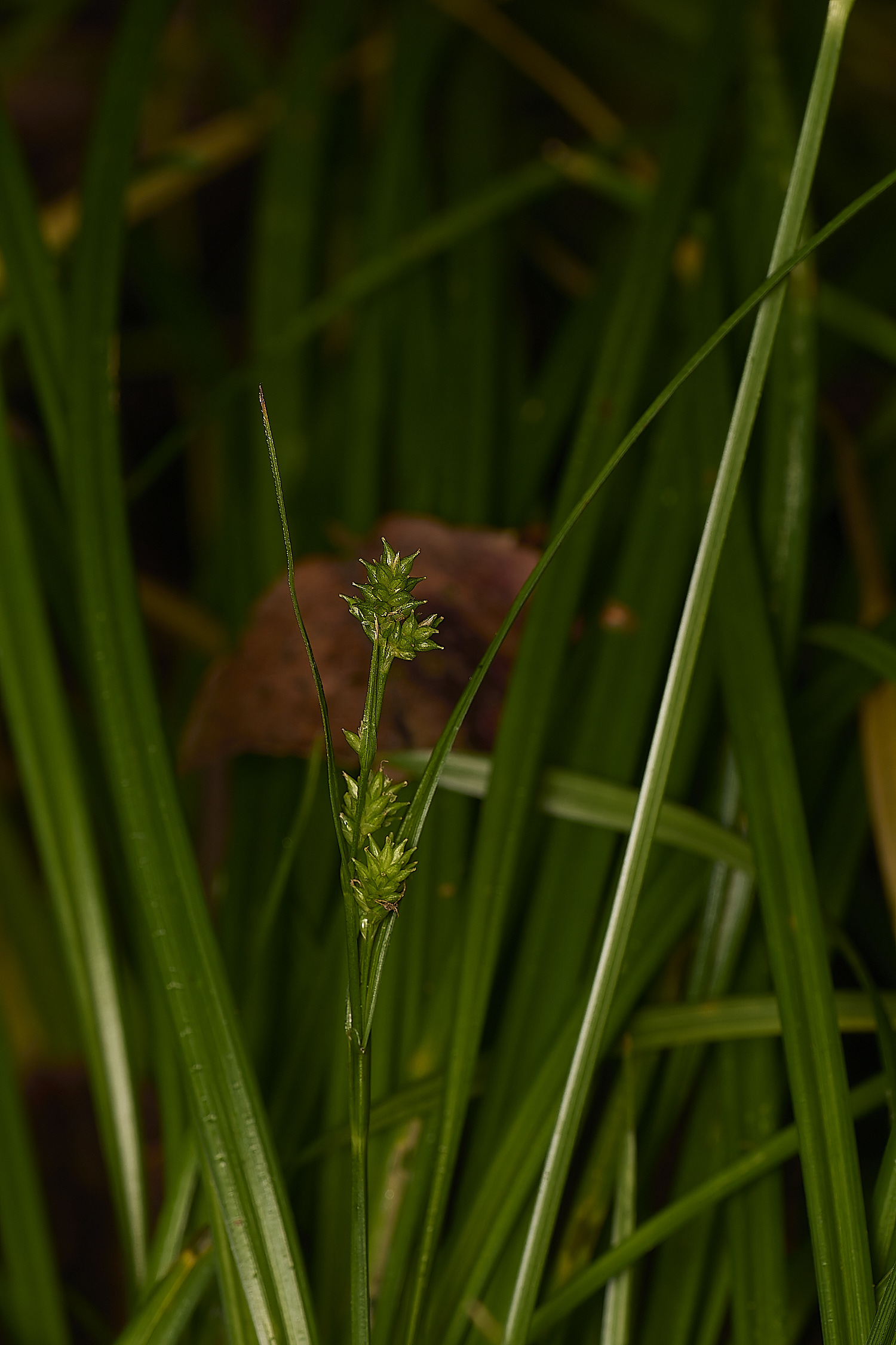 DolePlantationClectocarpa?151224-1