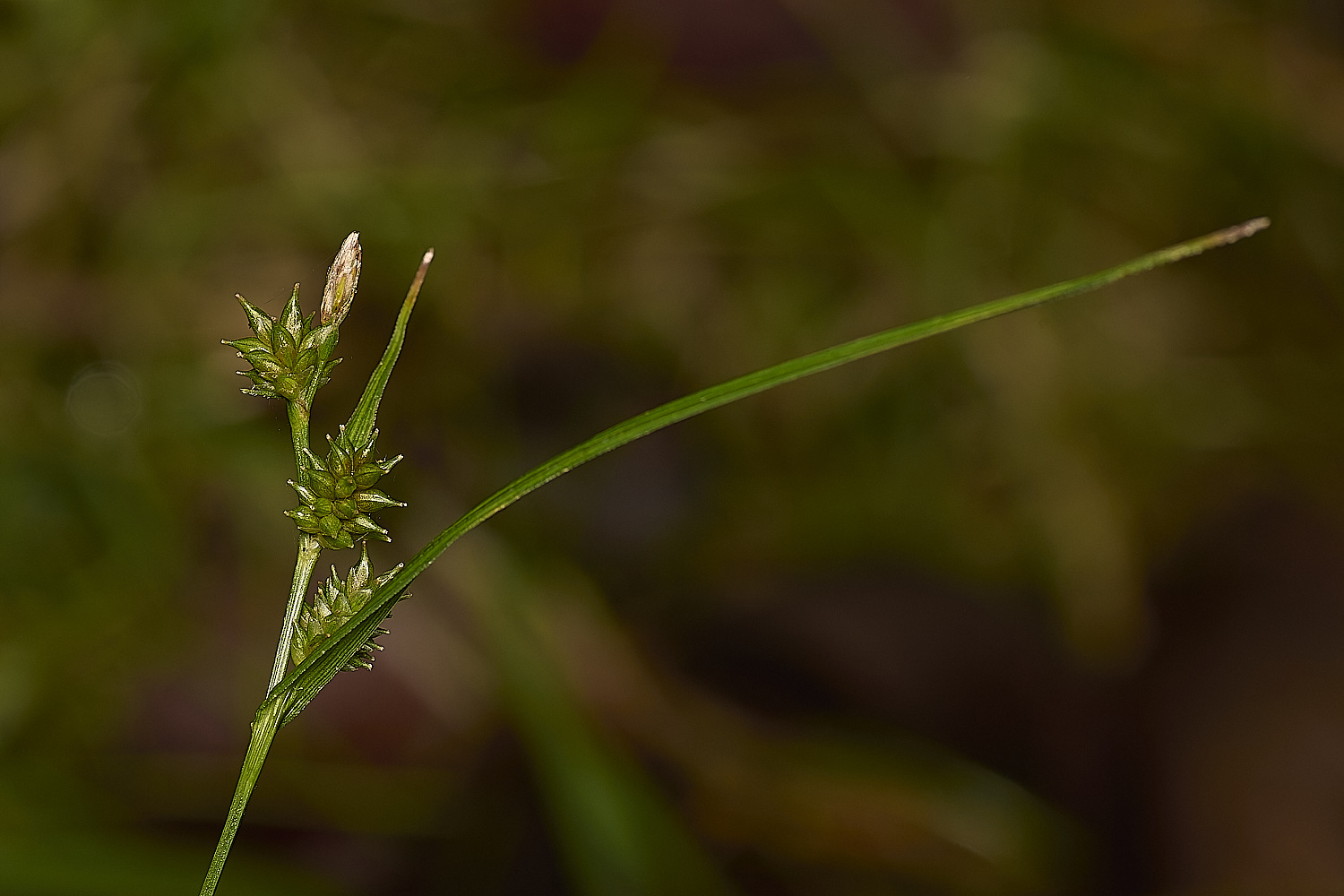 DolePlantationClectocarpa?151224-2