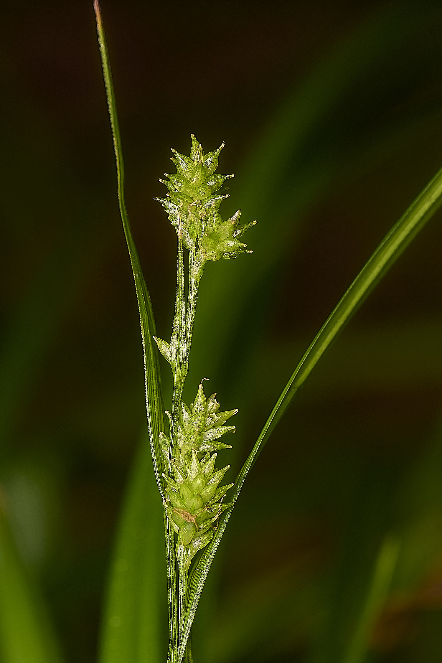 DolePlantationClectocarpa?151224-3