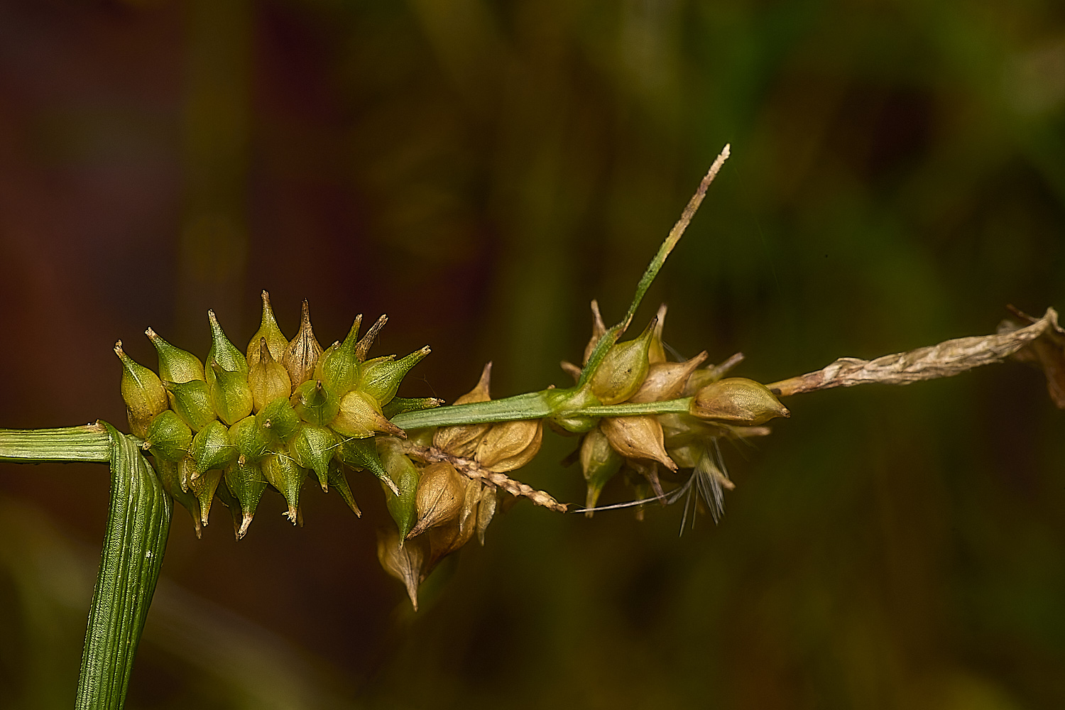 DolePlantationClectocarpa?151224-7