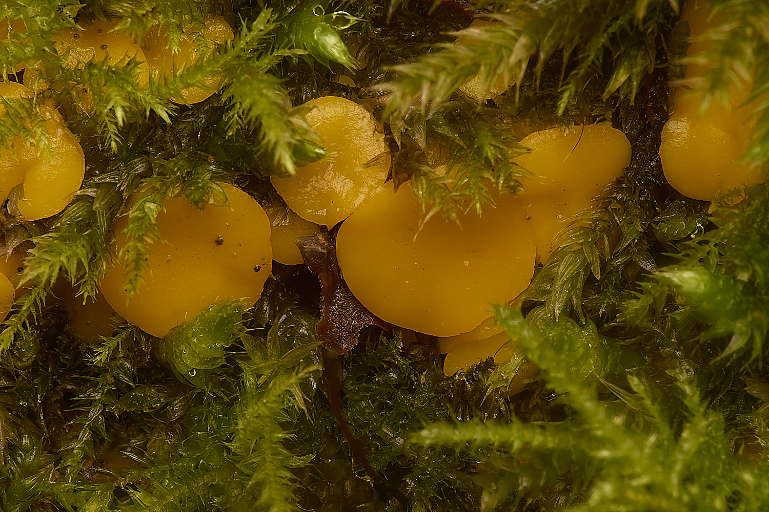 DolePlantationMossFungus151224-1