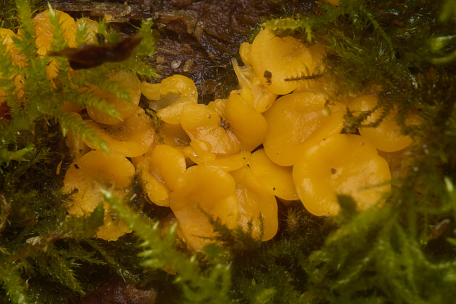 DolePlantationMossFungus151224-2