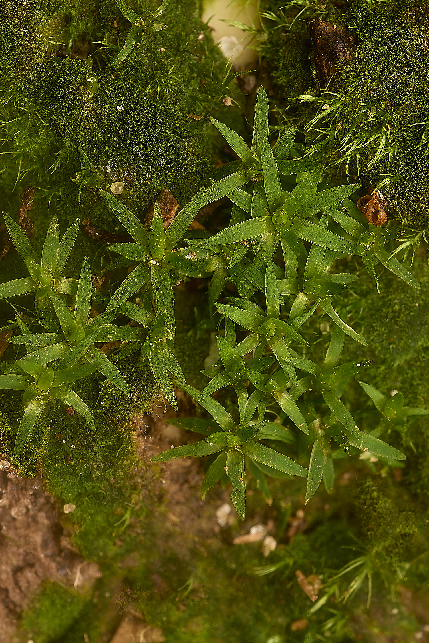 DolePlantationPogonatumSp151224-1