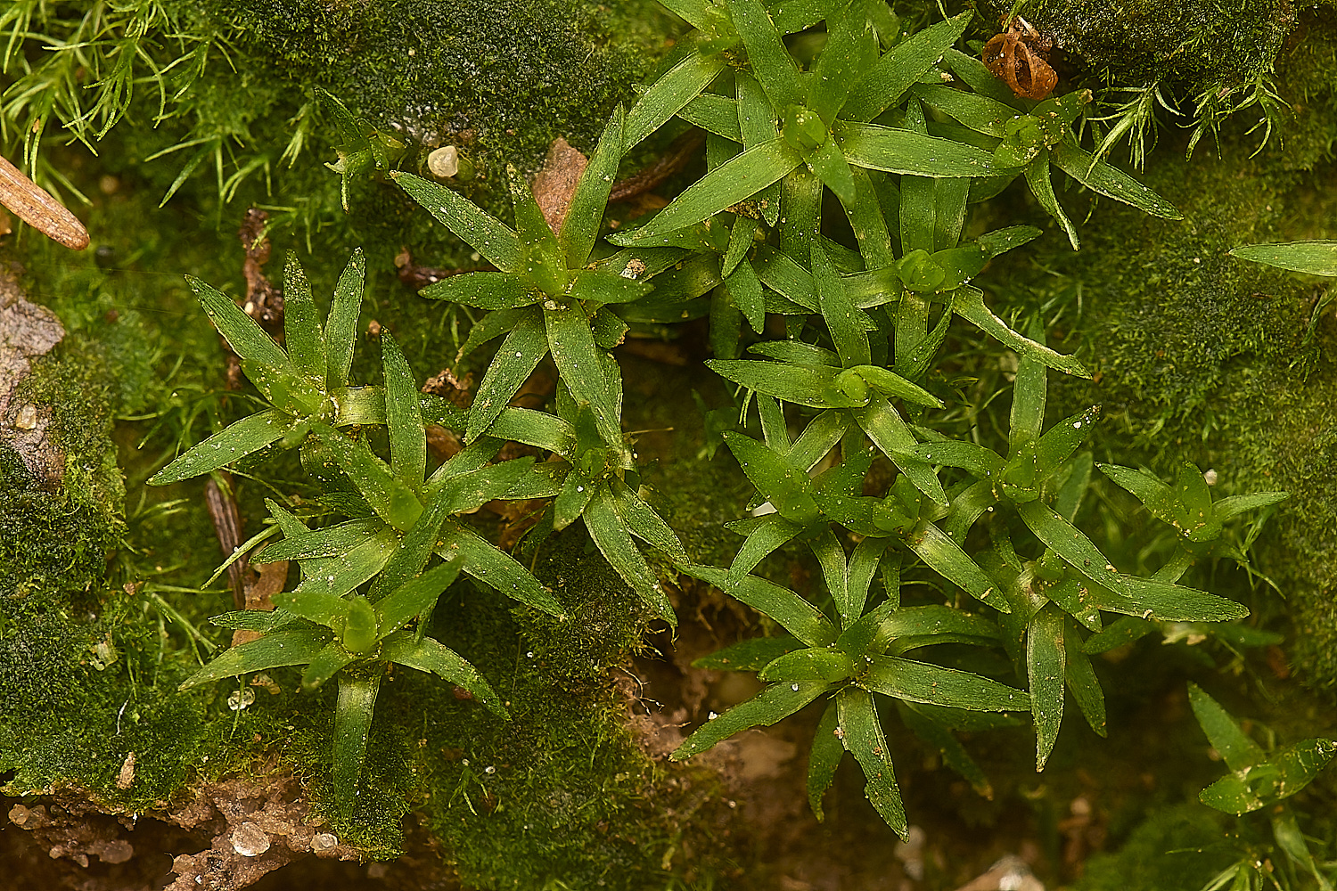 DolePlantationPogonatumSp151224-2