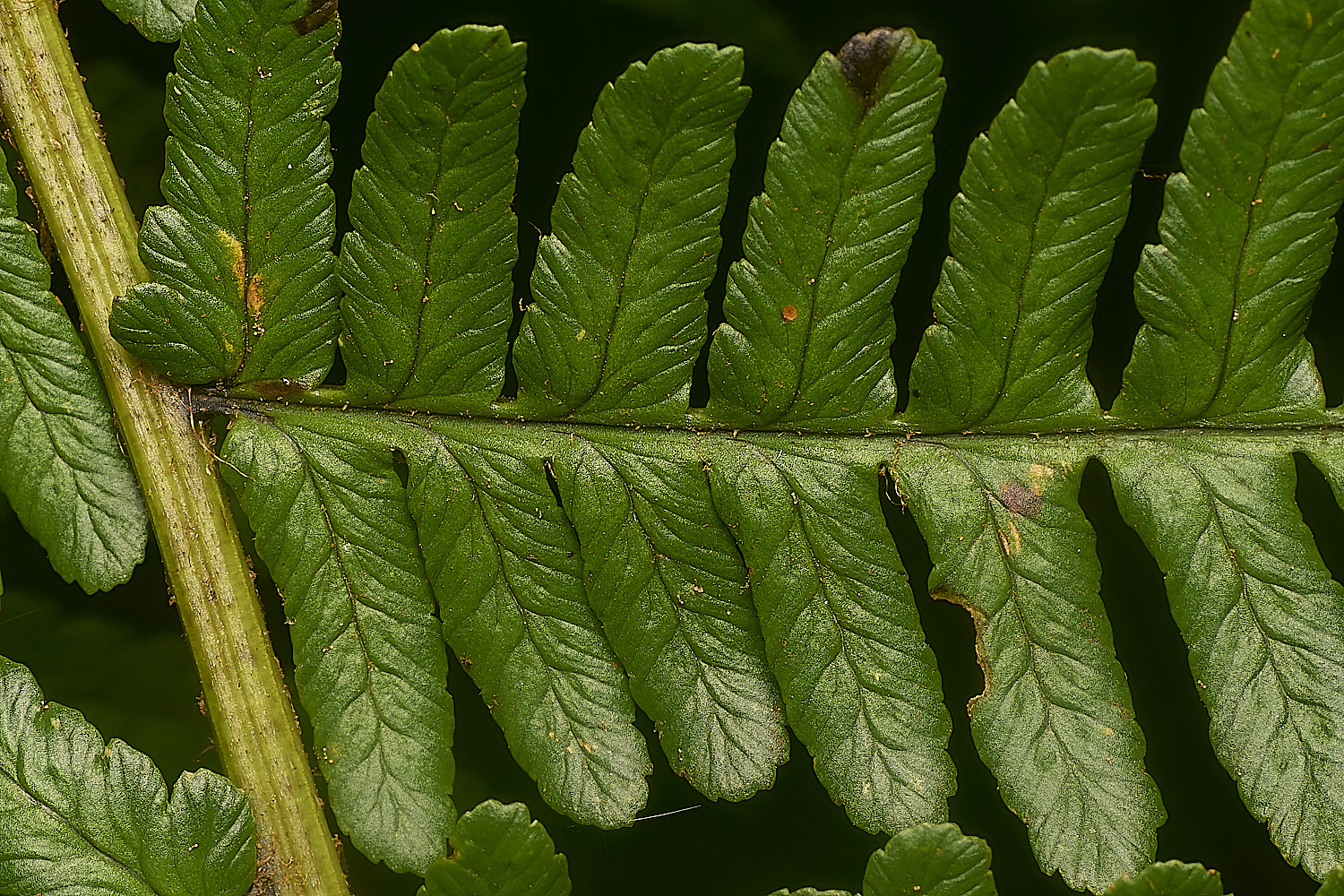 DolePlantationScaleyMaleFern151224-3