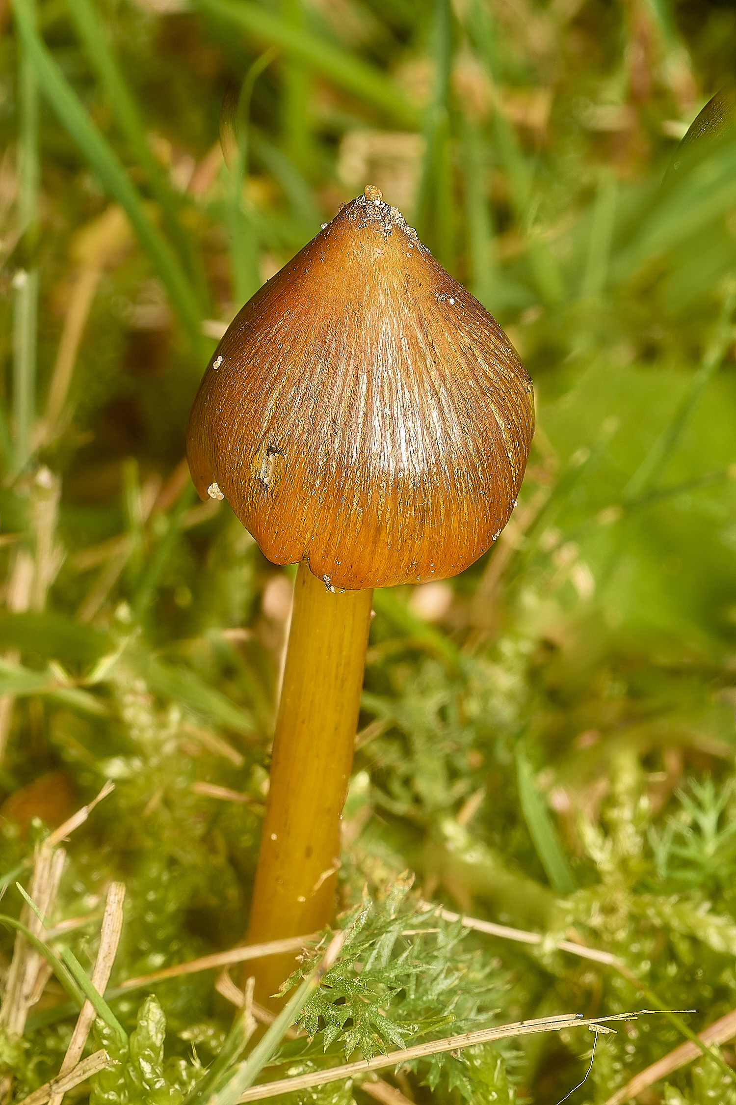 EarlhamCemeteryBlackeningWaxcap101124-1