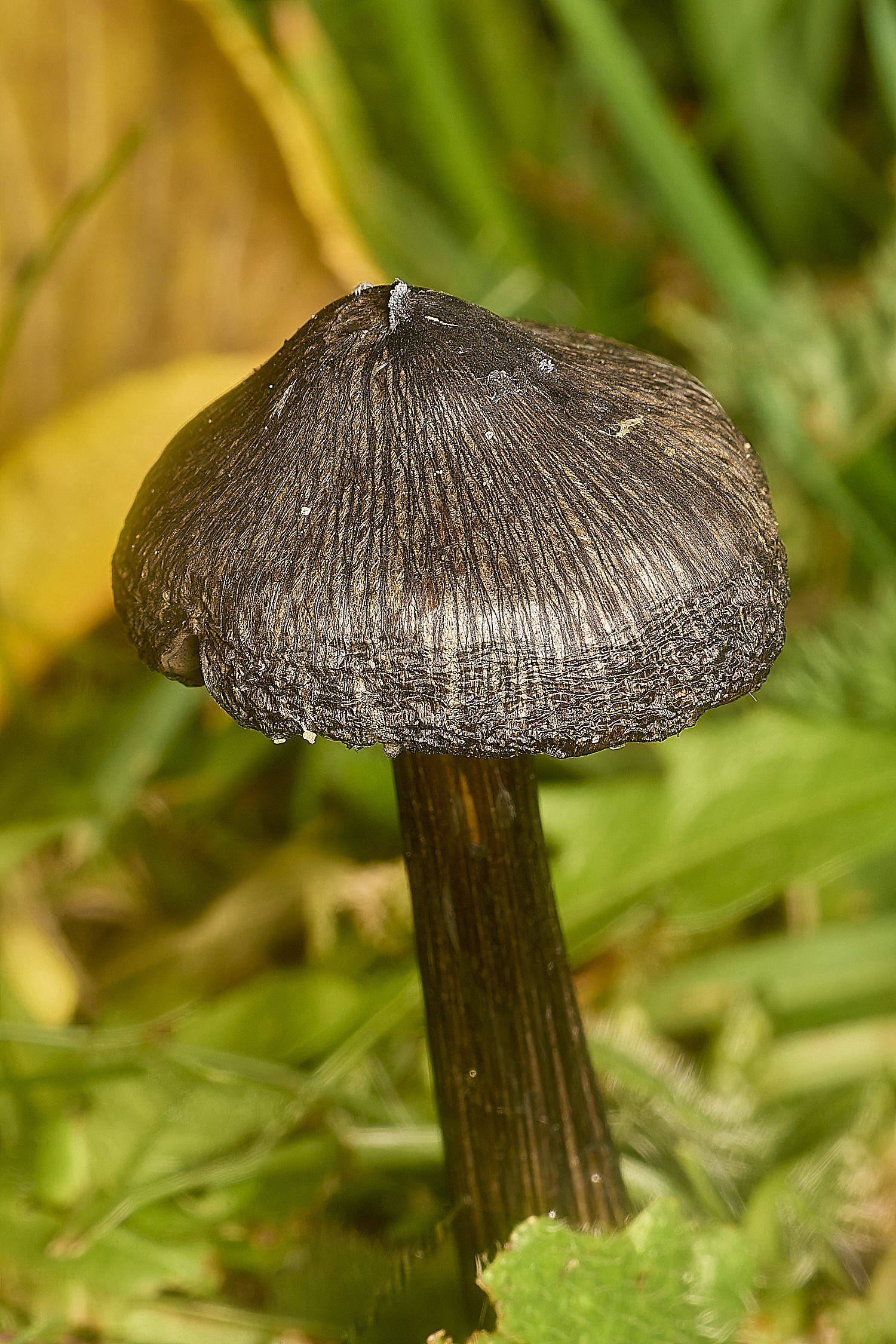 EarlhamCemeteryBlackeningWaxcap101124-2