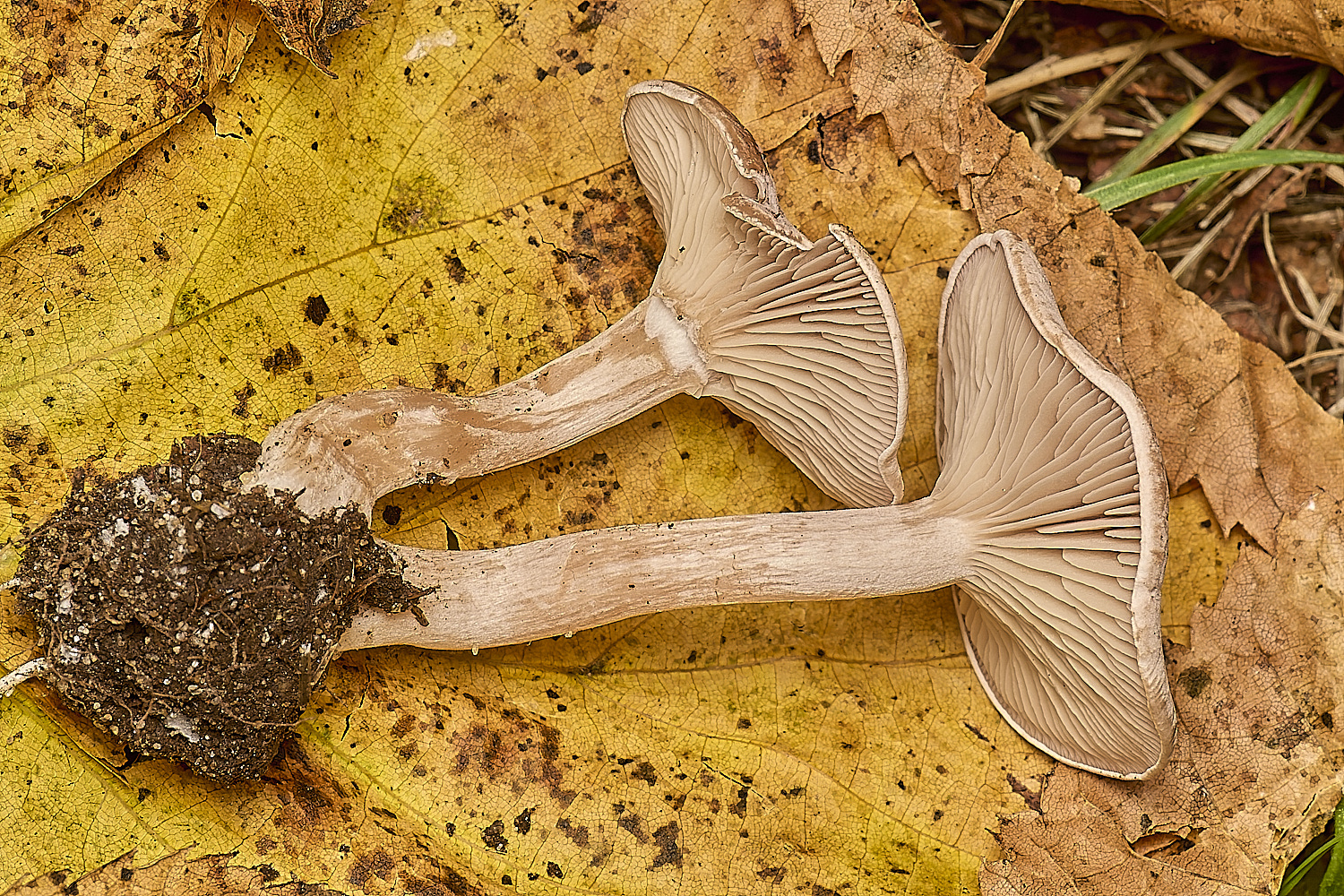 EarlhamCemeteryFool&#39;sFunnel101124-1