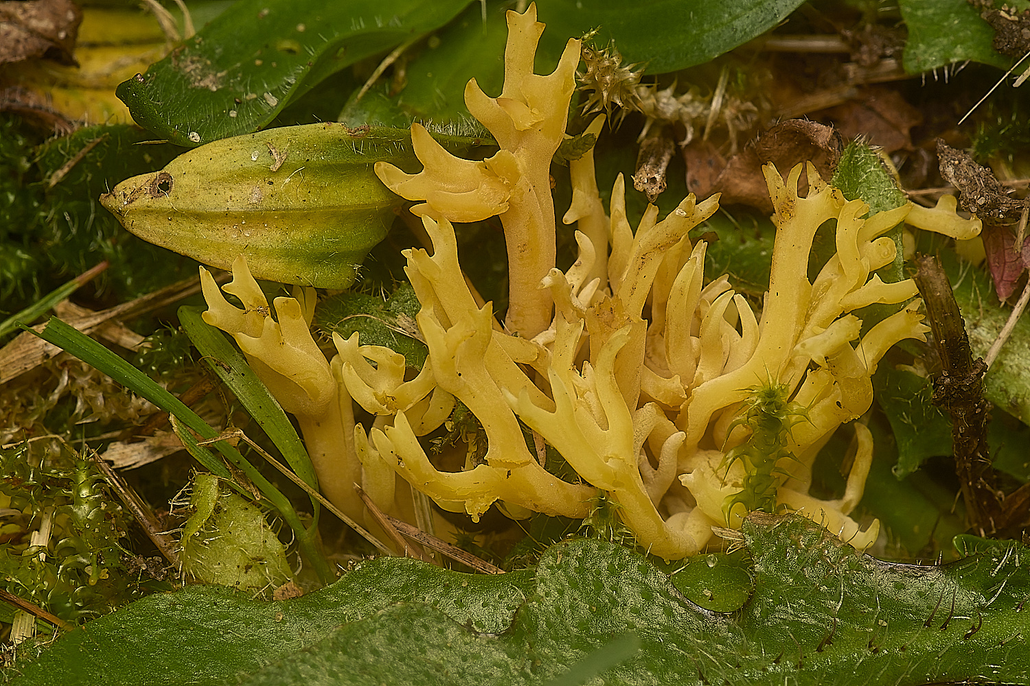 EarlhamCemeteryMeadowCoral101124-1