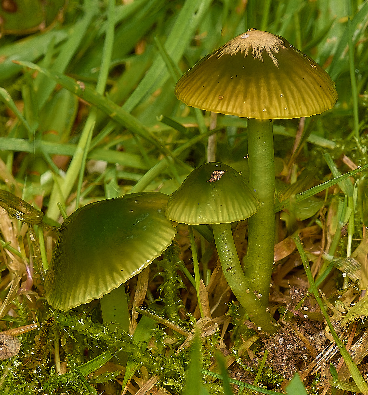 EarlhamCemeteryParrotWaxcap101124-1 1