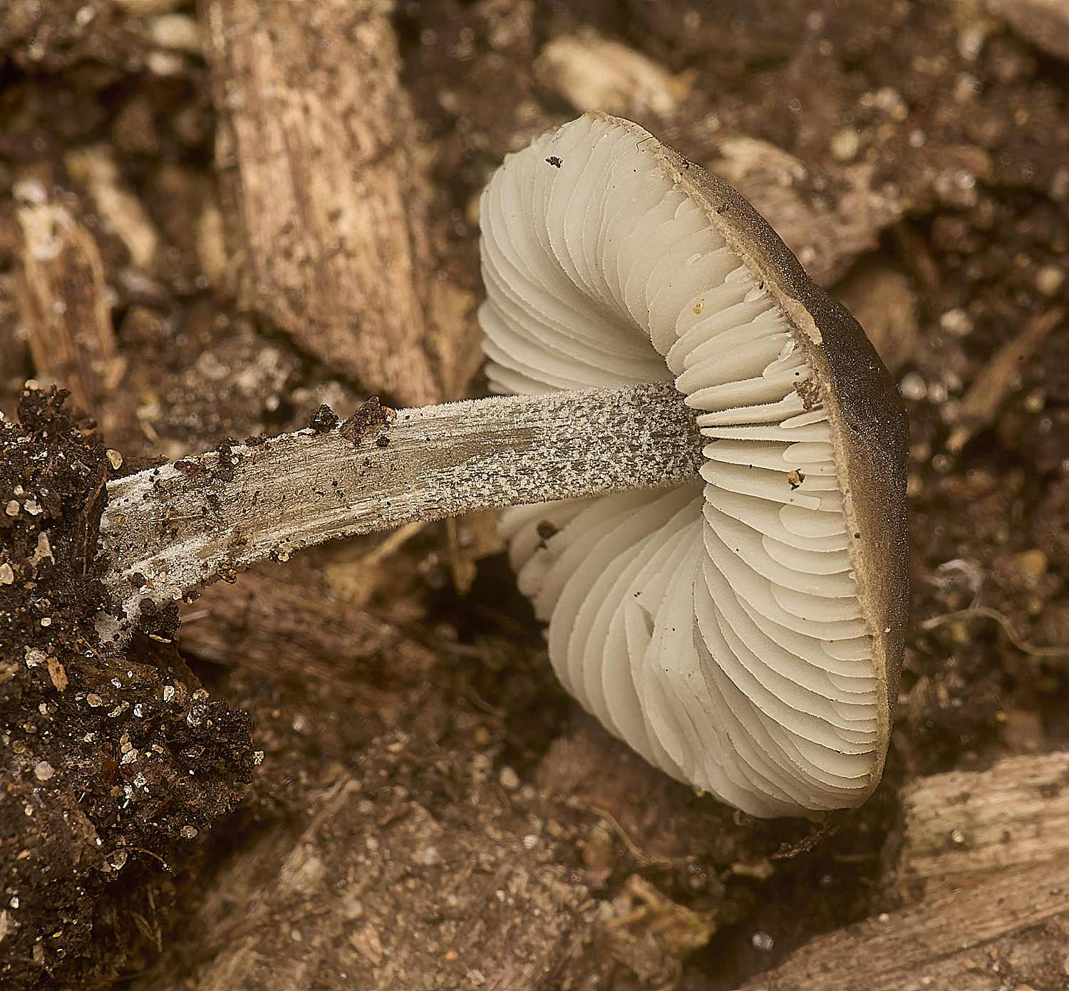 EarlhamCemeteryPluteus101124-1