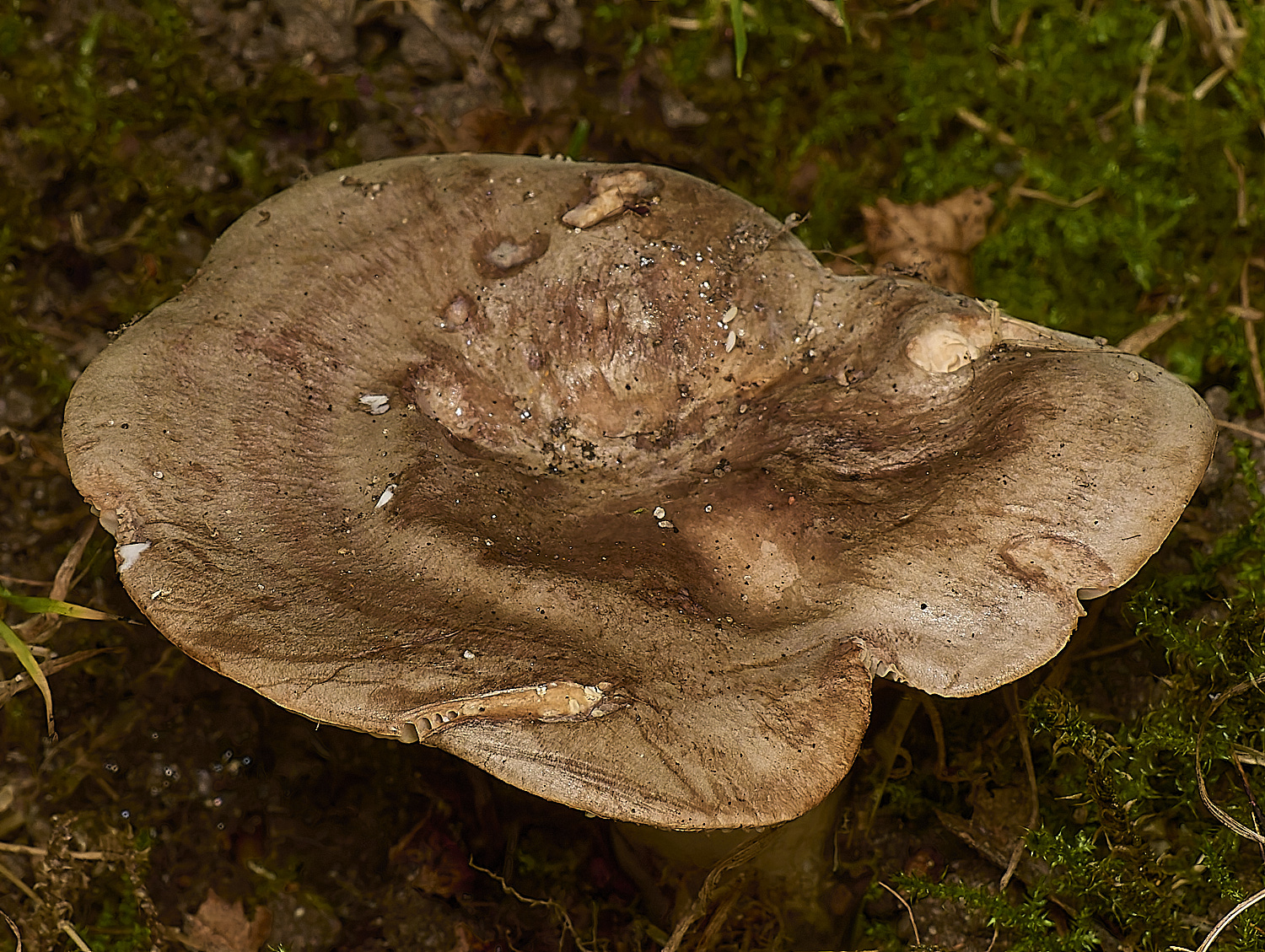 EarlhamCemeteryTrimmedMilkcap101124-1