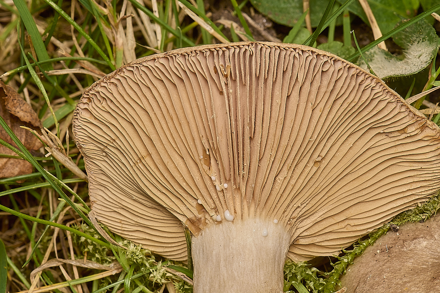 EarlhamCemeteryTrimmedMilkcap101124-2