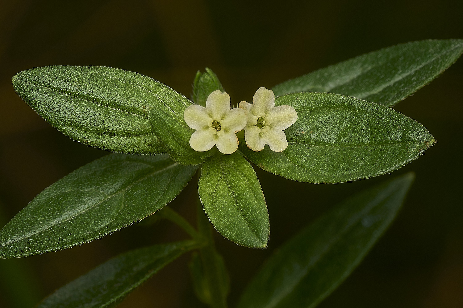 EastHarlingCommonGromwell150824-2