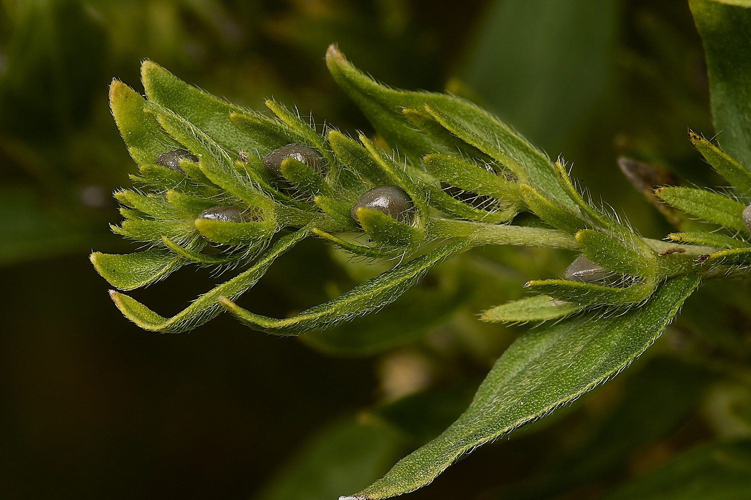 EastHarlingCommonGromwell150824-4