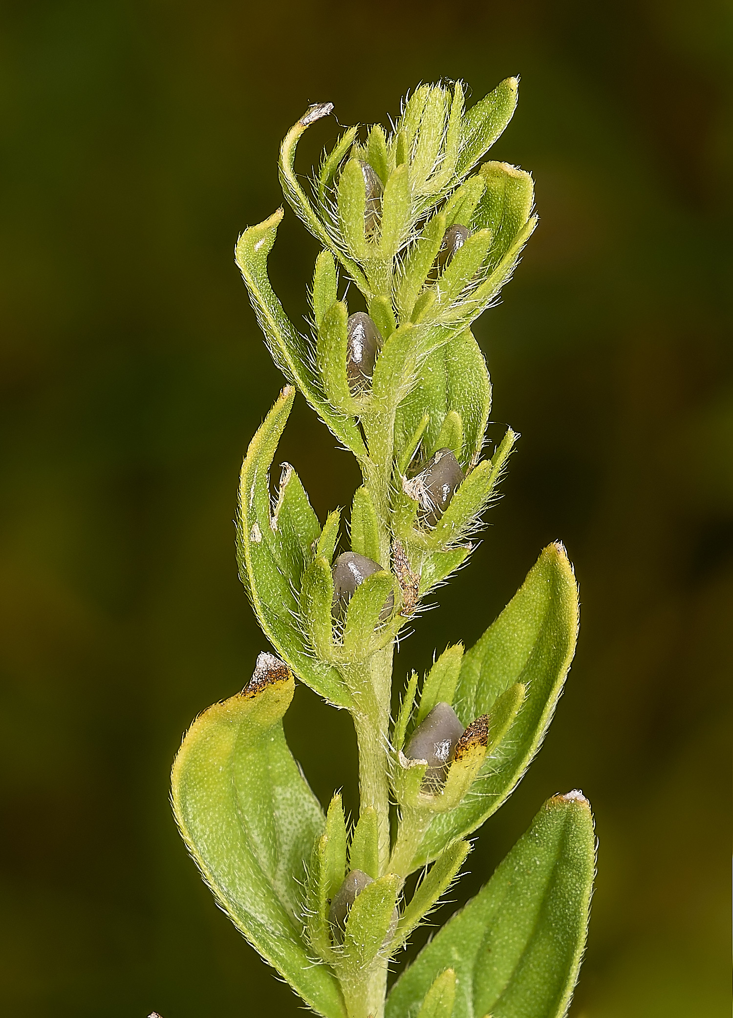 EastHarlingCommonGromwell150824-6