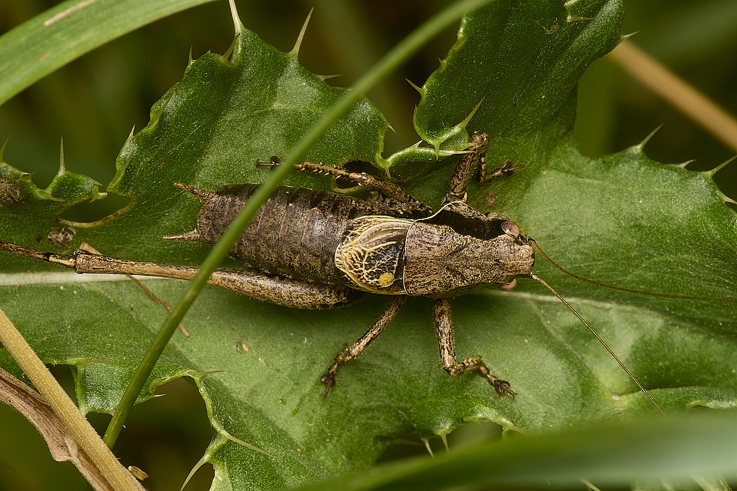 EastHarlingDarkBushCricket150824-1