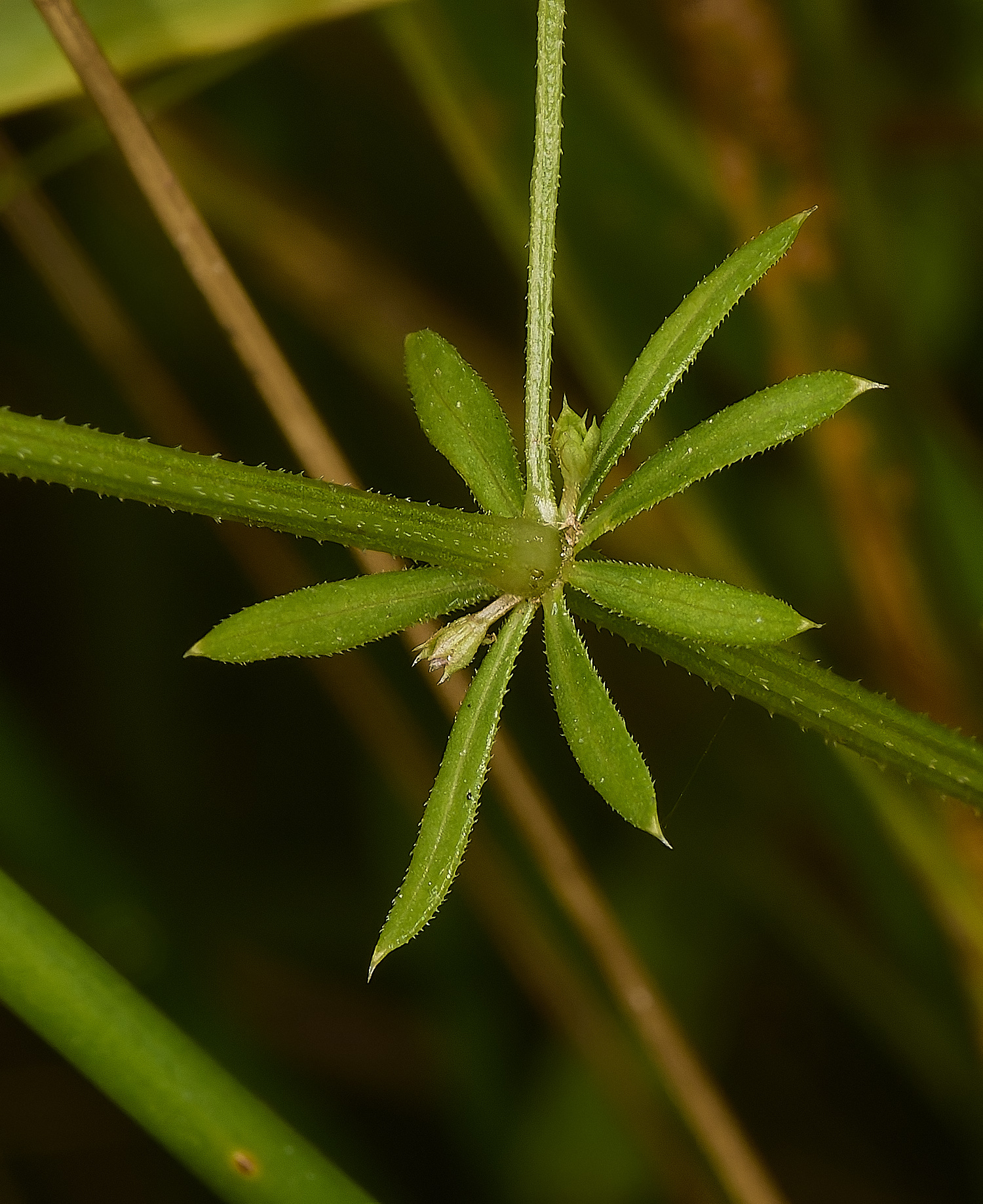 EastHarlingFenBedstraw150824-1