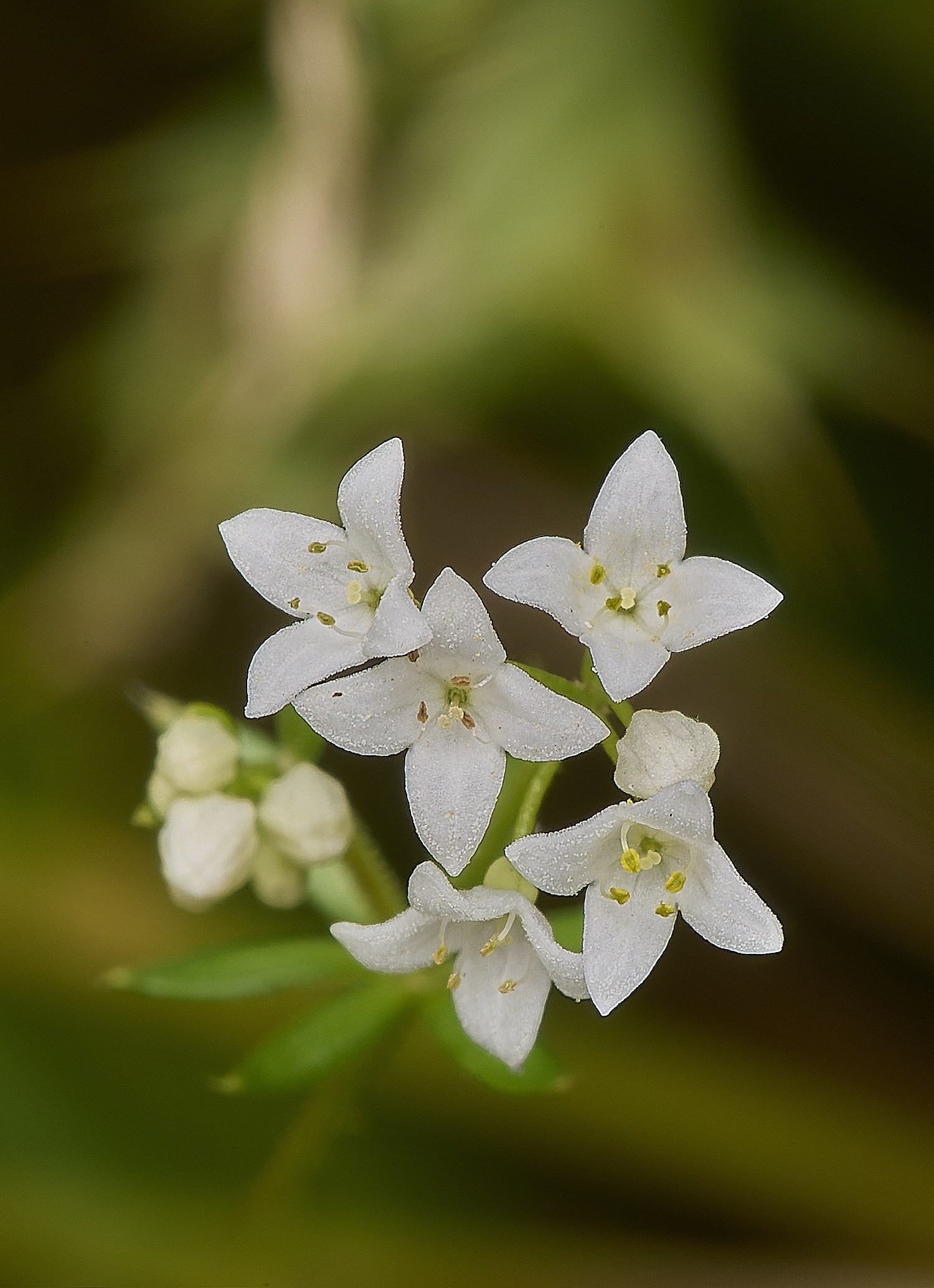 EastHarlingFenBedstraw150824-2