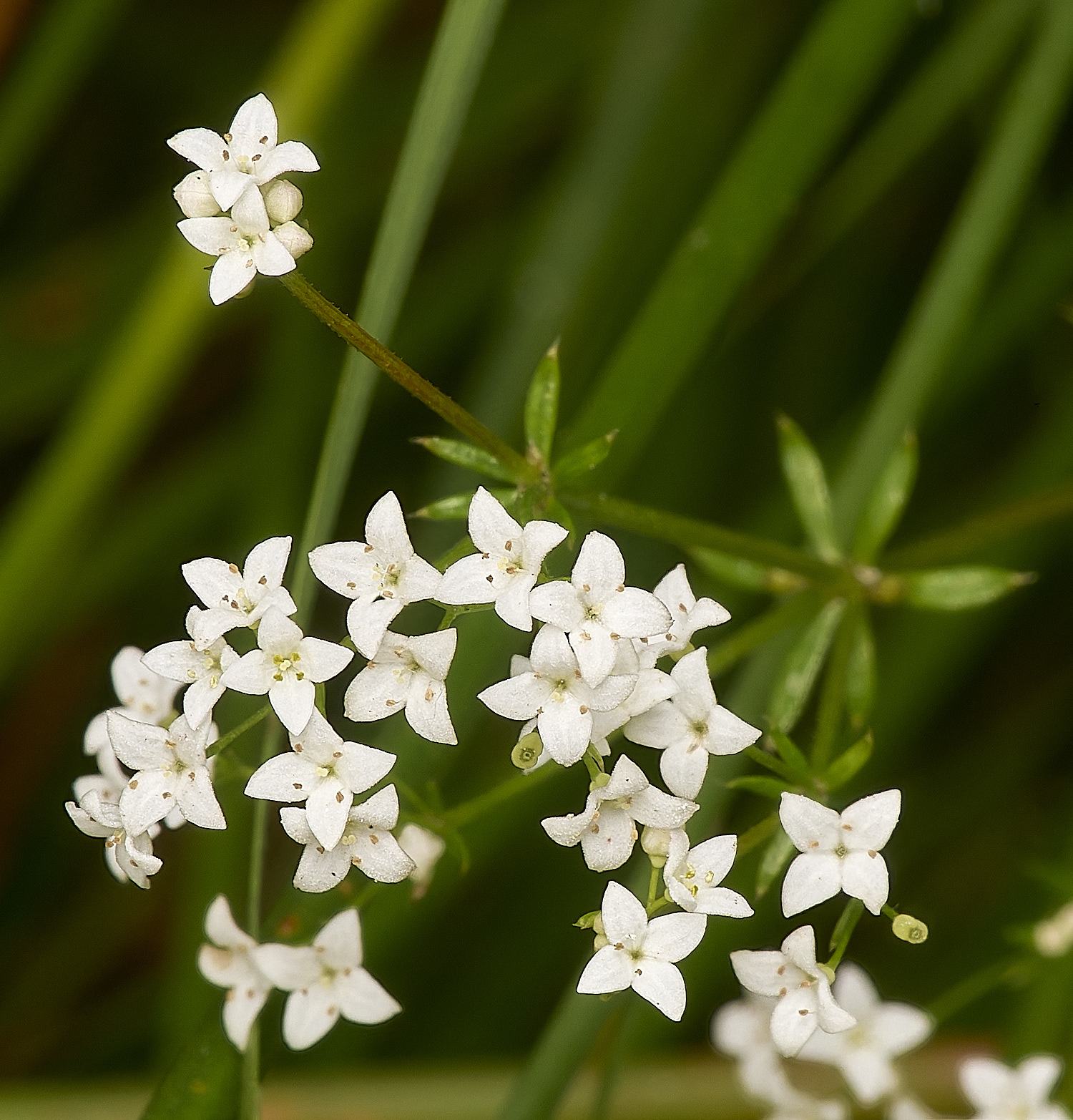 EastHarlingFenBedstraw150824-3