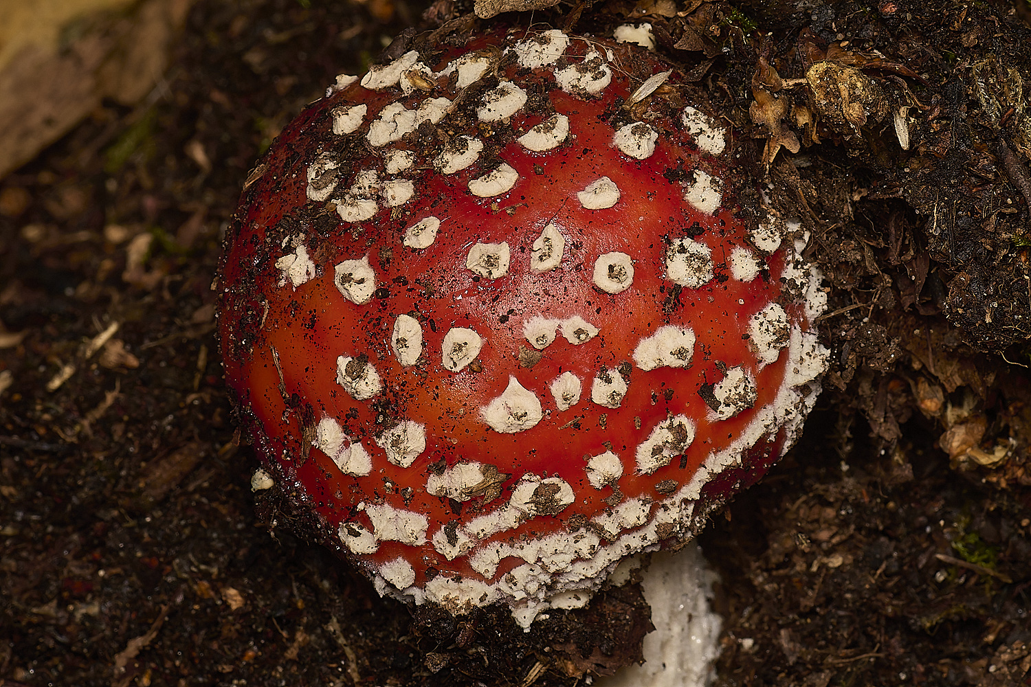 EastHarlingFlyAgaric201124-1