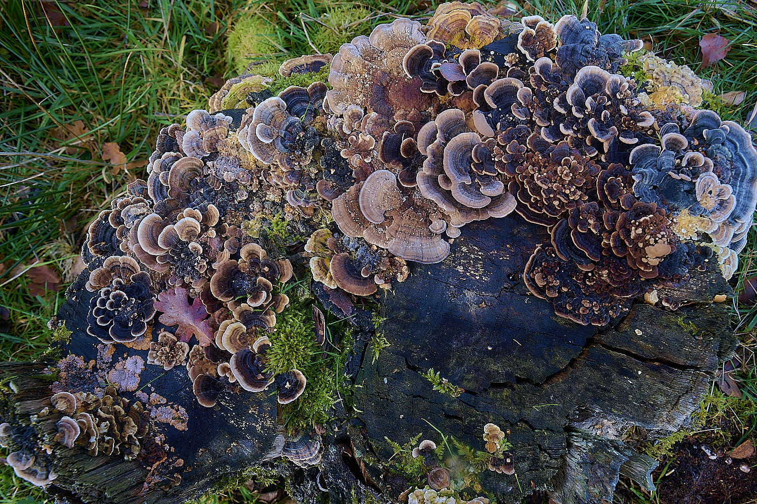 EastHarlingMixecTrametes201124-1