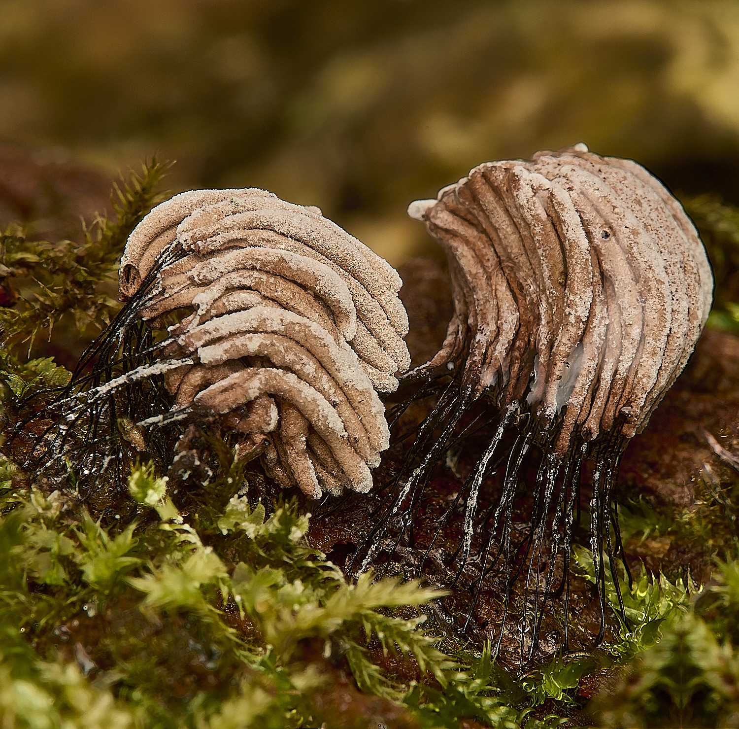 EastHarlingSlimeMold201124-2