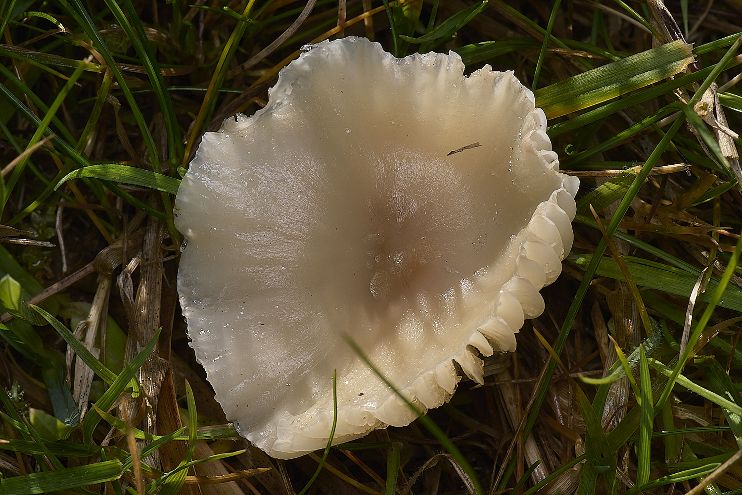 EastHarlingSnowyWaxcap201124-1