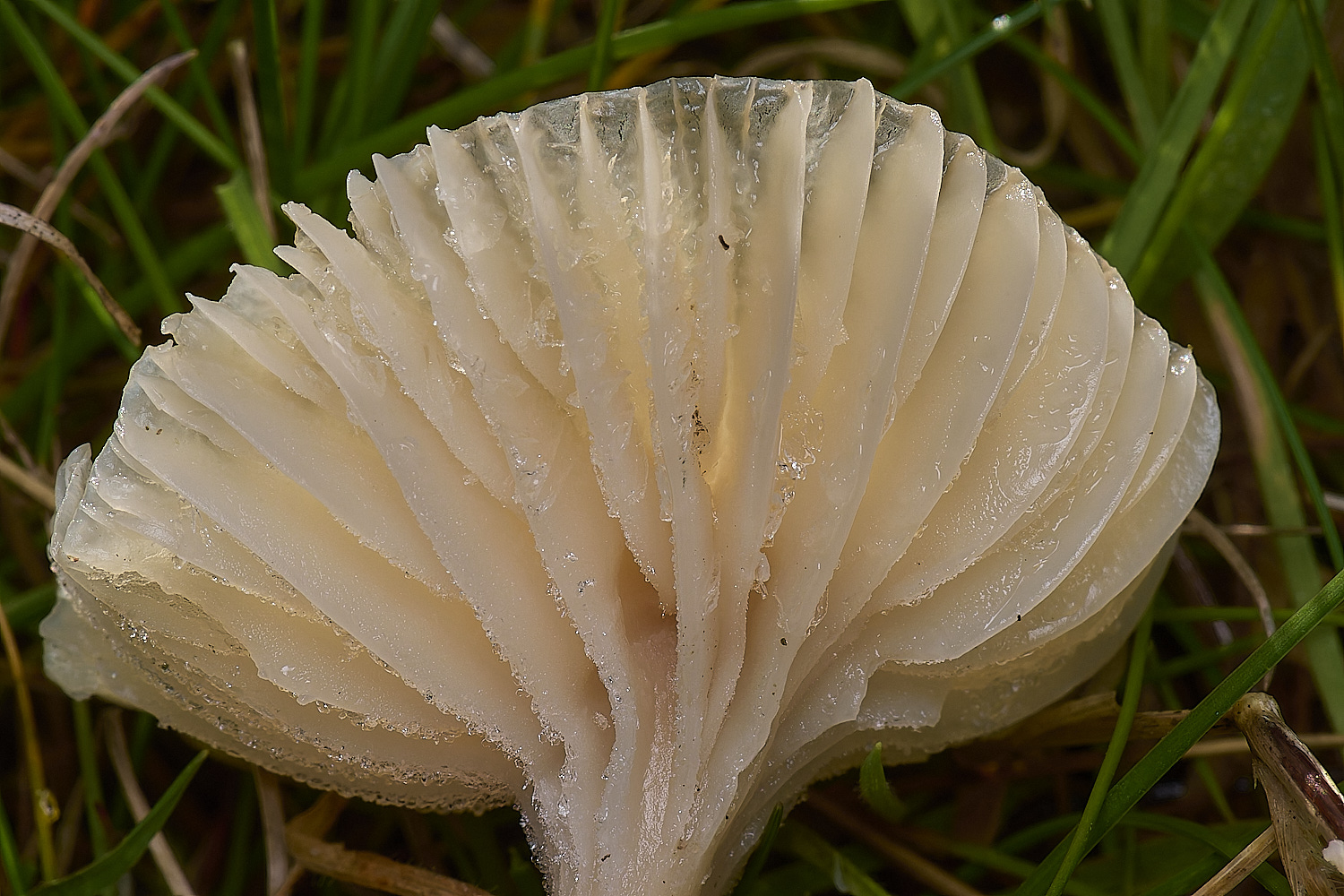 EastHarlingSnowyWaxcap201124-2