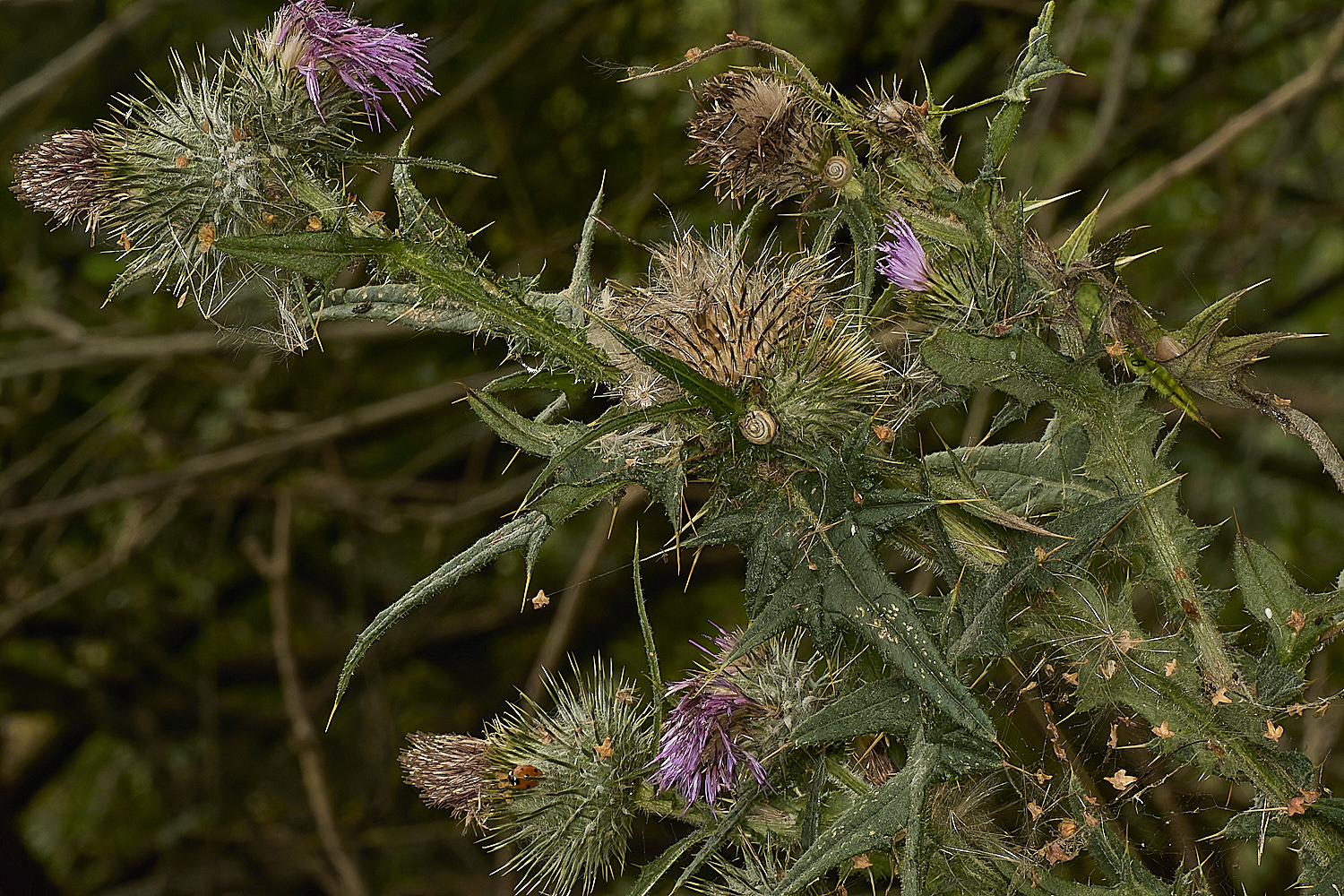 EastHarlingThistle150824-3