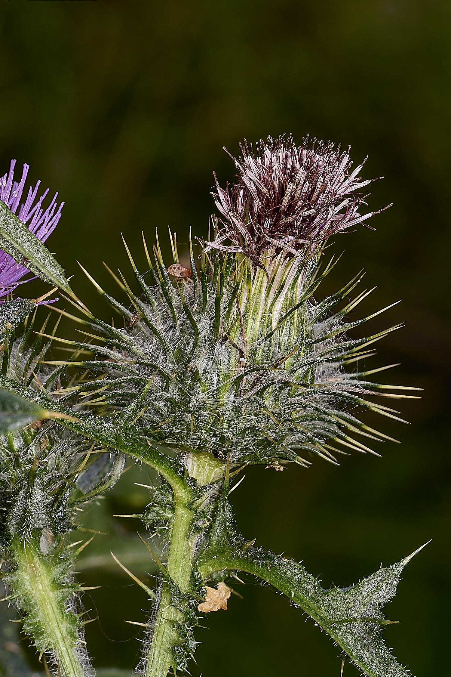 EastHarlingThistle150824-4