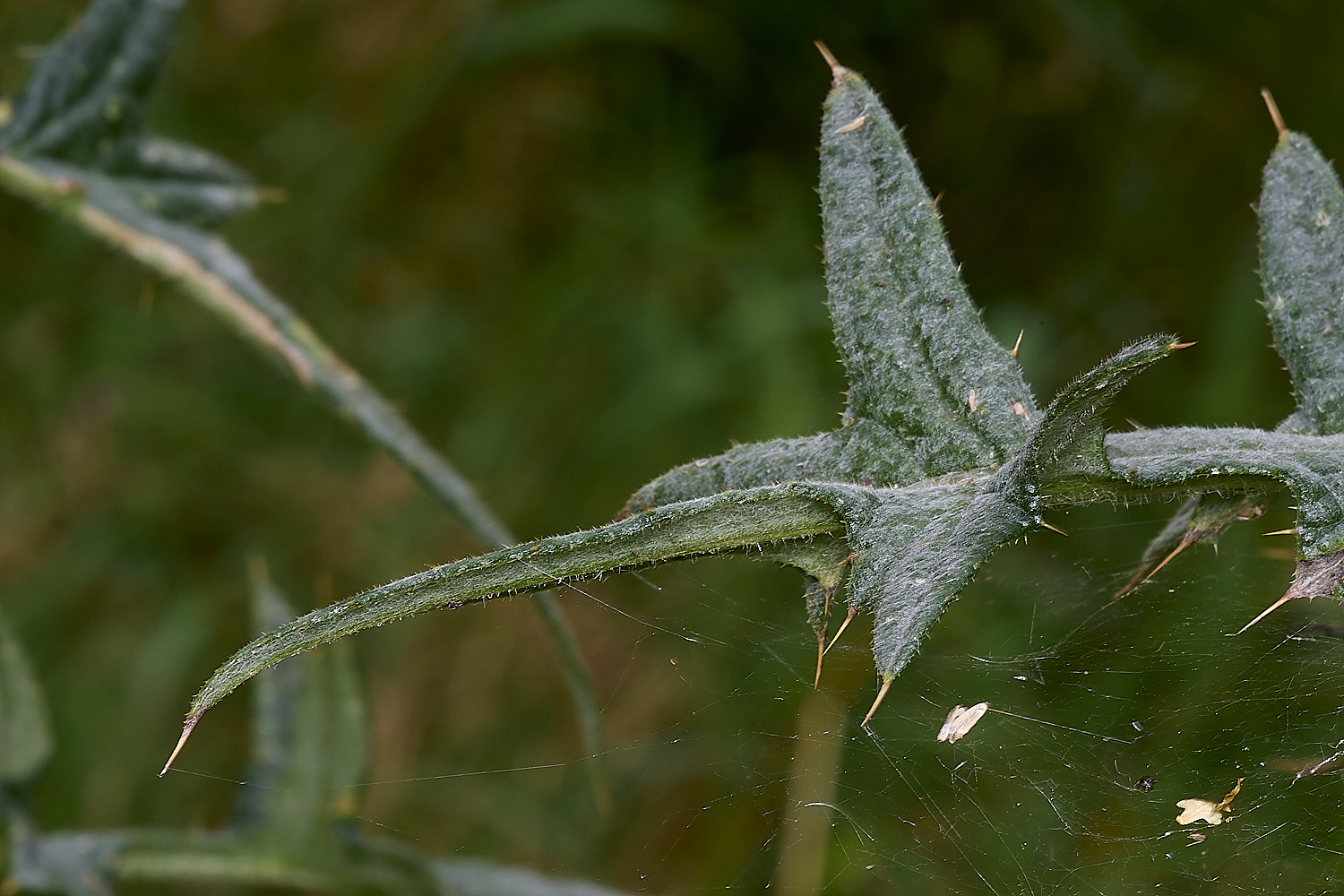 EastHarlingThistle150824-5