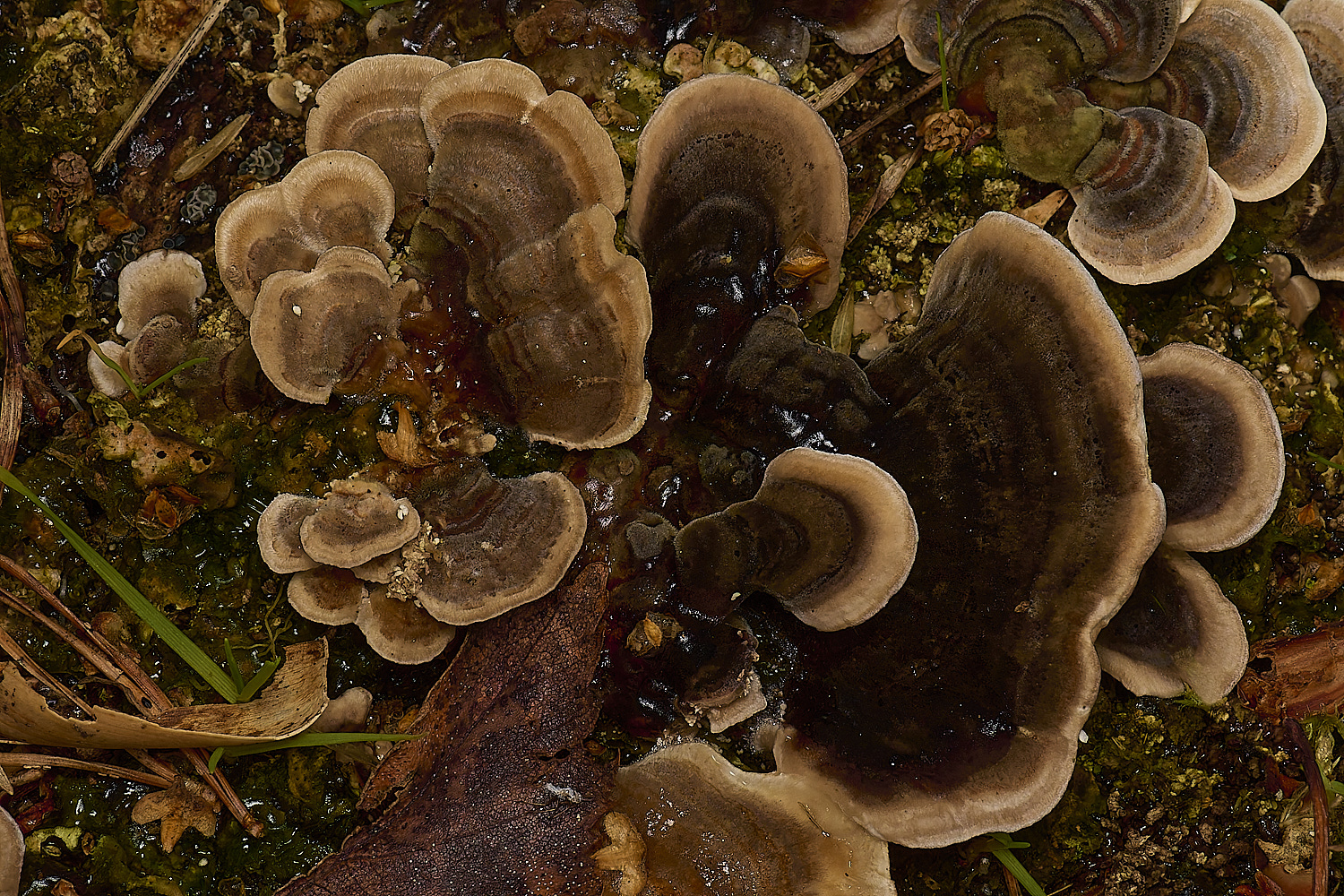 EastHarlingTrametes201124-1