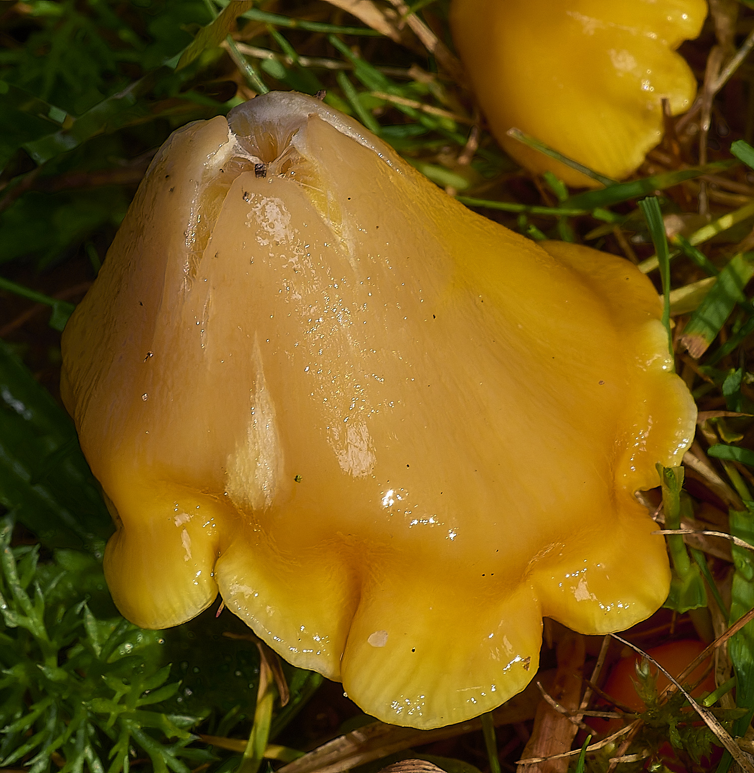 FelbriggButterWaxcap231024-1