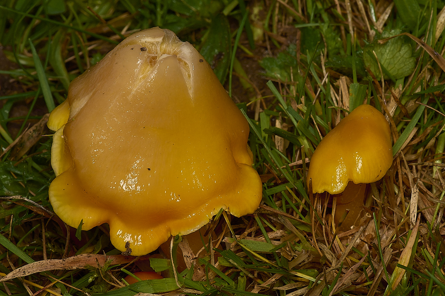 FelbriggButterWaxcap231024-2