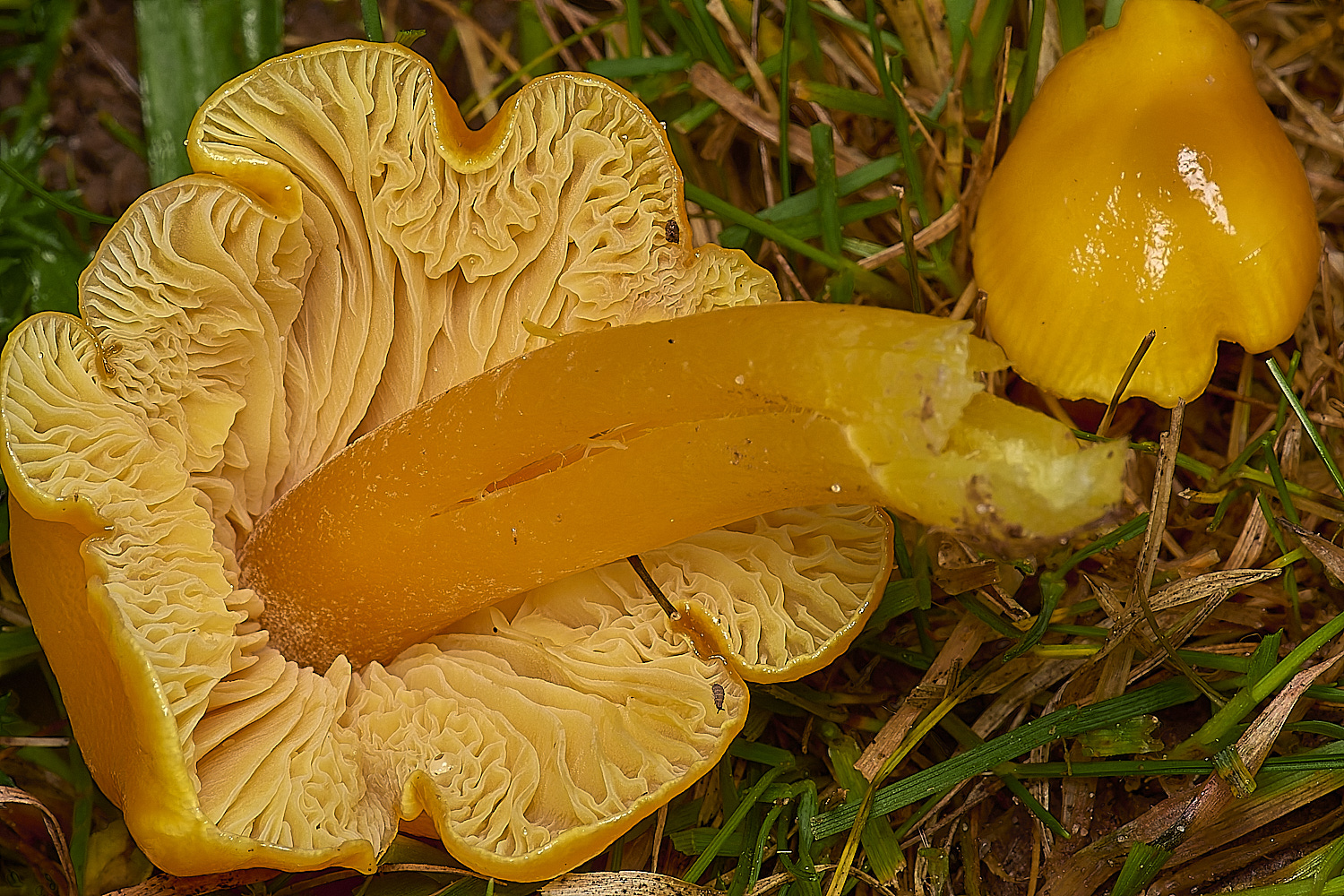 FelbriggButterWaxcap231024-3