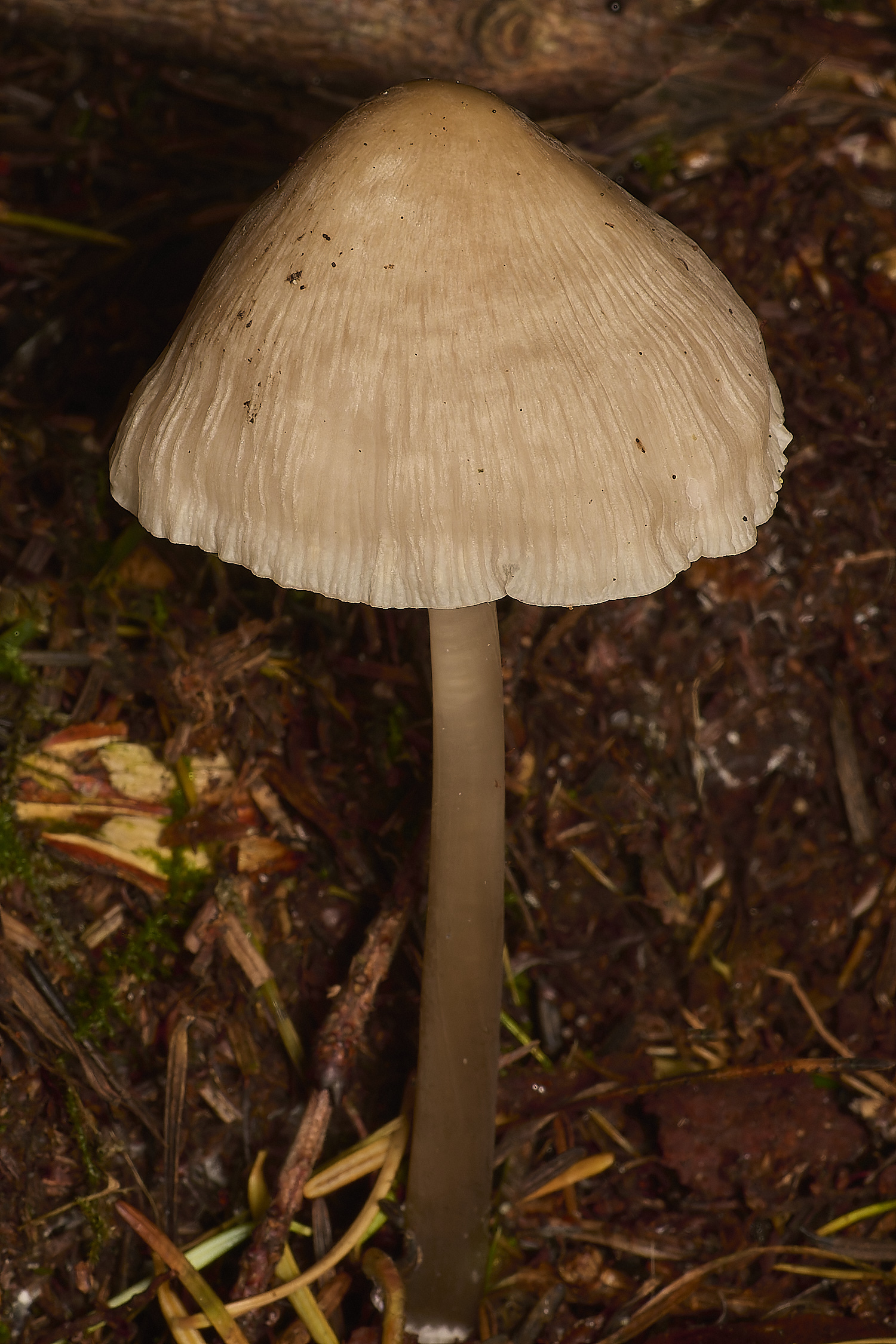 FelbriggCommonBonnet231024-1