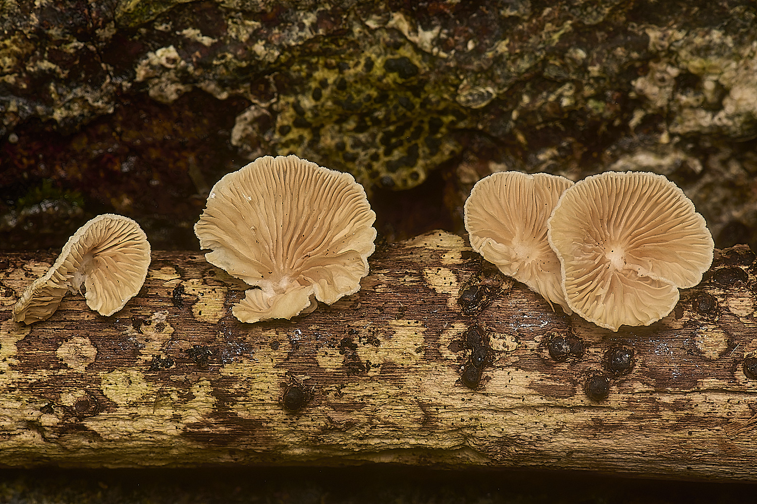 FelbriggCrepidotusvariabilis271224-1