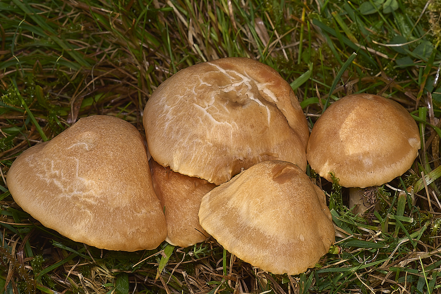 FelbriggMeadowWaxcap231024-1