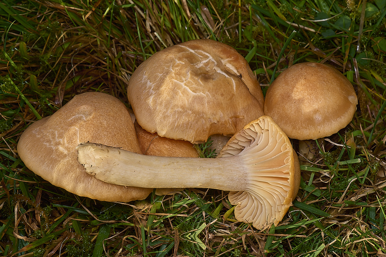 FelbriggMeadowWaxcap231024-2