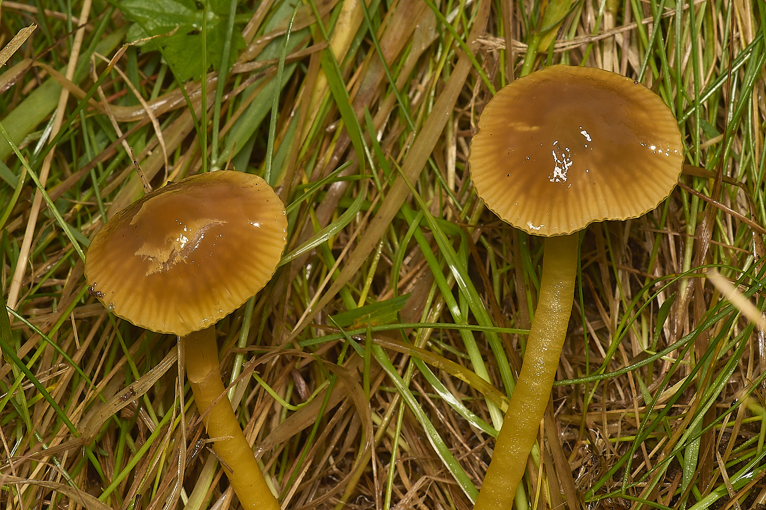 FelbriggParrotWaxcap231024-1